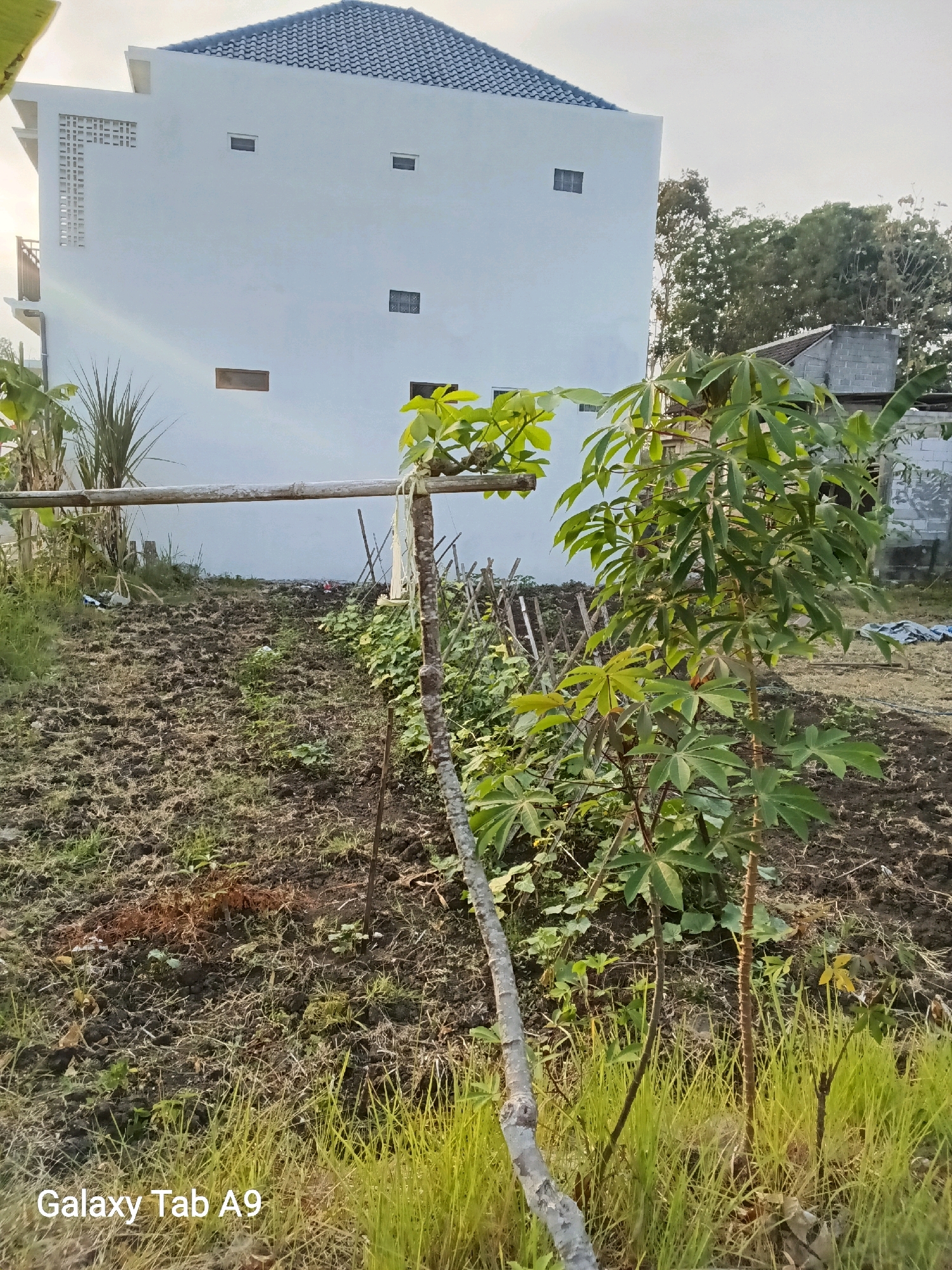 The image depicts a small, tilled agricultural plot in front of a modern, multi-story white building. The building has a dark tiled roof and several small rectangular windows. A bamboo pole stretches horizontally across the foreground, supported by wooden stakes. Several plants, including what appears to be cassava and some vines, are growing in the field. The ground is a mix of dark soil and patchy grass. The sky is overcast, suggesting either early morning or late afternoon. The text "Galaxy Tab A9" is visible in the bottom left corner, indicating the device used to capture the image. The scene appears to be located in a semi-rural or suburban area of Trenggalek, Indonesia, given the building style and the presence of an agricultural plot. No people are visible in the image.