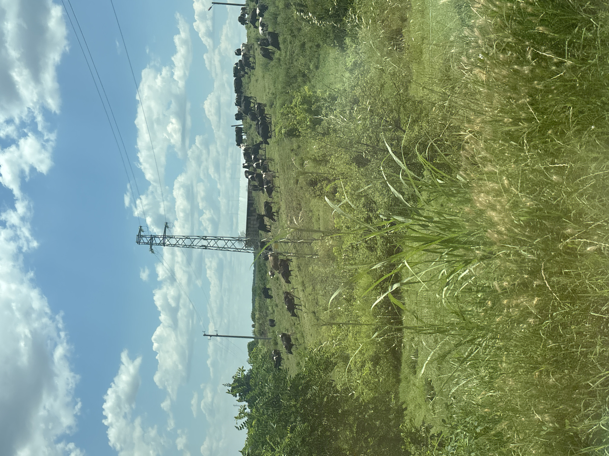 The image depicts a pastoral scene in Dolno Voyvodino, Bulgaria, under a bright, cloudy sky. A herd of cows grazes in a lush green field, interspersed with trees and tall grasses. Power lines and transmission towers crisscross the sky, hinting at the proximity of infrastructure to this rural landscape. The sun appears to be high in the sky, casting a soft light on the scene, suggesting it is daytime. The image conveys a sense of peace and tranquility, with the cows calmly tending to their grazing. No people are visible in the image. The overall impression is one of a typical rural day, with nature and human-made elements coexisting.