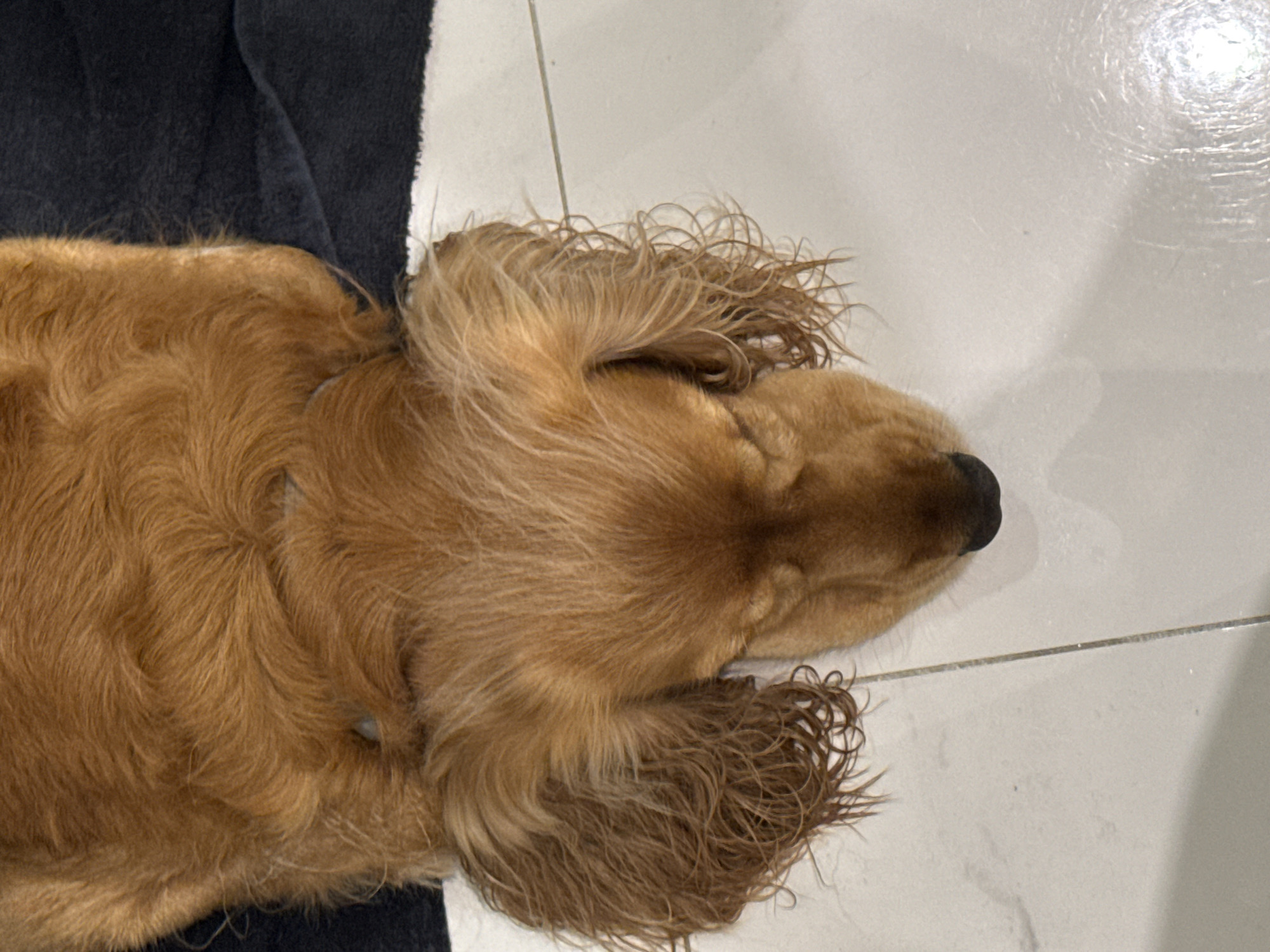 An overhead shot shows a golden-brown colored dog, with its eyes closed, sleeping on a white tiled floor. The dog is lying on a dark gray blanket, with its head resting on the blanket. The dog's fur is medium length and wavy, with its ears hanging down on either side of its head. The dog's nose is black and its mouth is closed. The lighting in the image is soft and natural, and the overall mood is peaceful and serene. The image is composed of the dog's head and upper body, with the rest of its body out of frame.