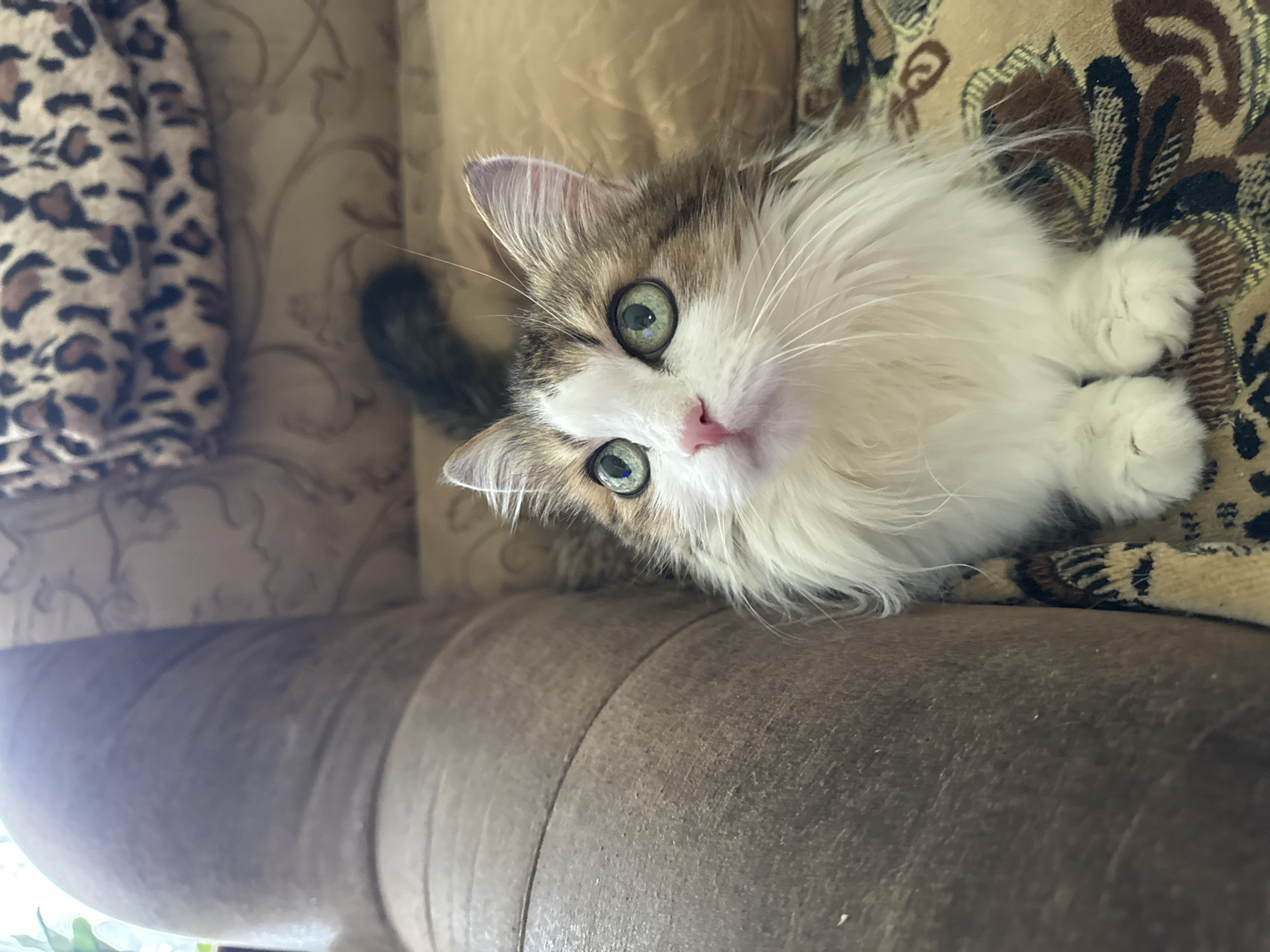 The scene depicts a domestic cat positioned indoors, likely within a residential setting in an unknown city. The cat, characterized by its fluffy, medium-length fur, is predominantly white with brown and tan markings on its head and back. It exhibits distinct bright green eyes with visible light reflections, a pink nose, and prominent white whiskers. Its front paws are white and neatly tucked beneath its chest. A dark-colored tail is partially visible in the upper central background. The cat is seated on a patterned rug or carpet displaying a blend of brown, tan, and dark brown abstract or floral motifs. To the left, a textured, worn brown upholstered armrest or section of furniture is present. Behind the cat, a lighter brown upholstered surface with a subtle swirling pattern is visible. In the upper right background, a folded blanket or throw with a distinct leopard print pattern (brown and black spots on a tan background) is discernible. The cat is looking upwards and slightly to the left, indicating its attention is directed off-camera. No human subjects are present in the image.