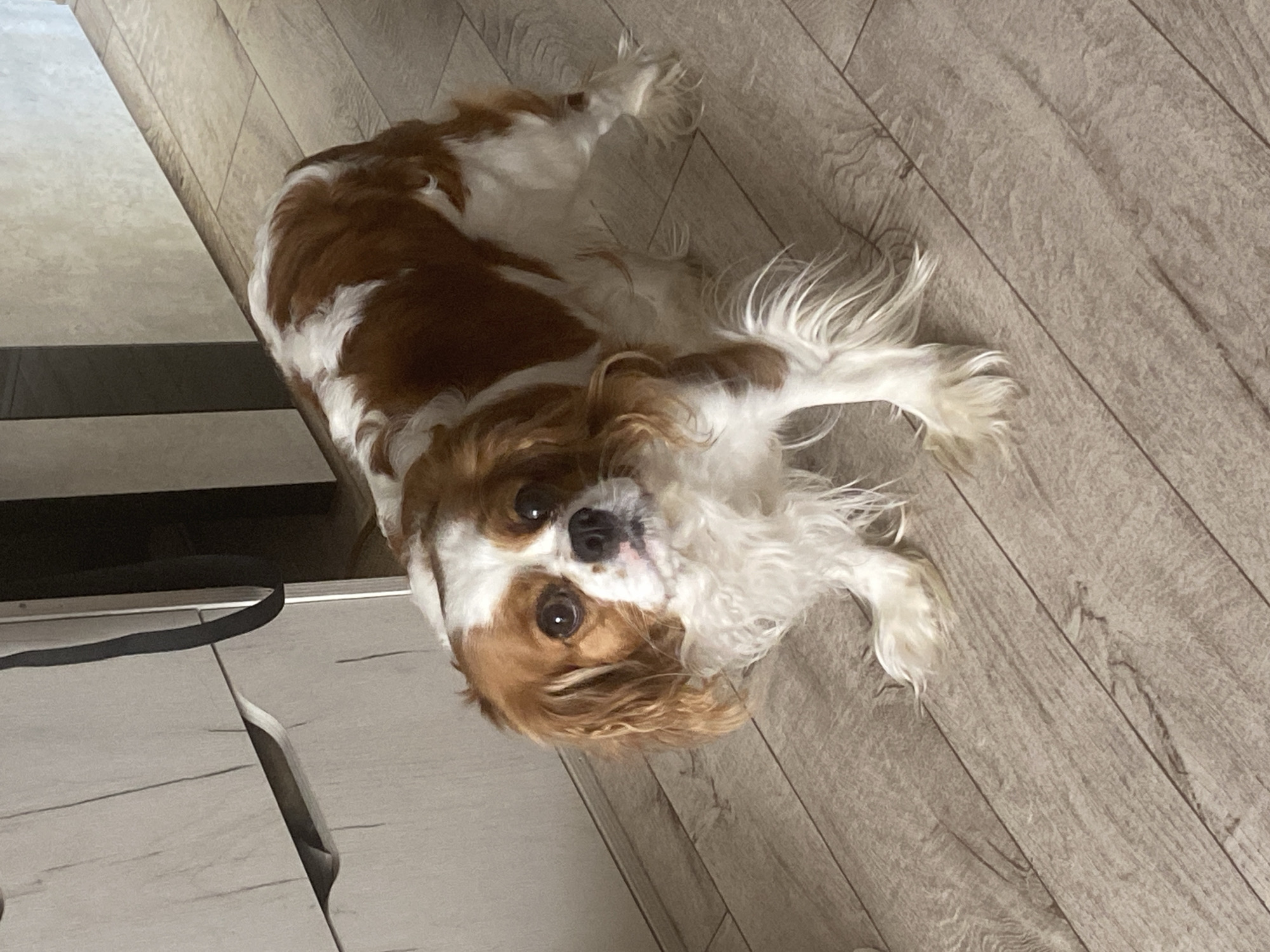 A Cavalier King Charles Spaniel dog stands on a wooden floor in front of a light-colored cabinet. The dog is predominantly white with large patches of reddish-brown. It has long, wavy ears and dark eyes, and is looking towards the camera. The background includes a portion of a cabinet with drawers and a dark vertical strap hanging down. The floor is made of light brown wooden planks with visible grain.
