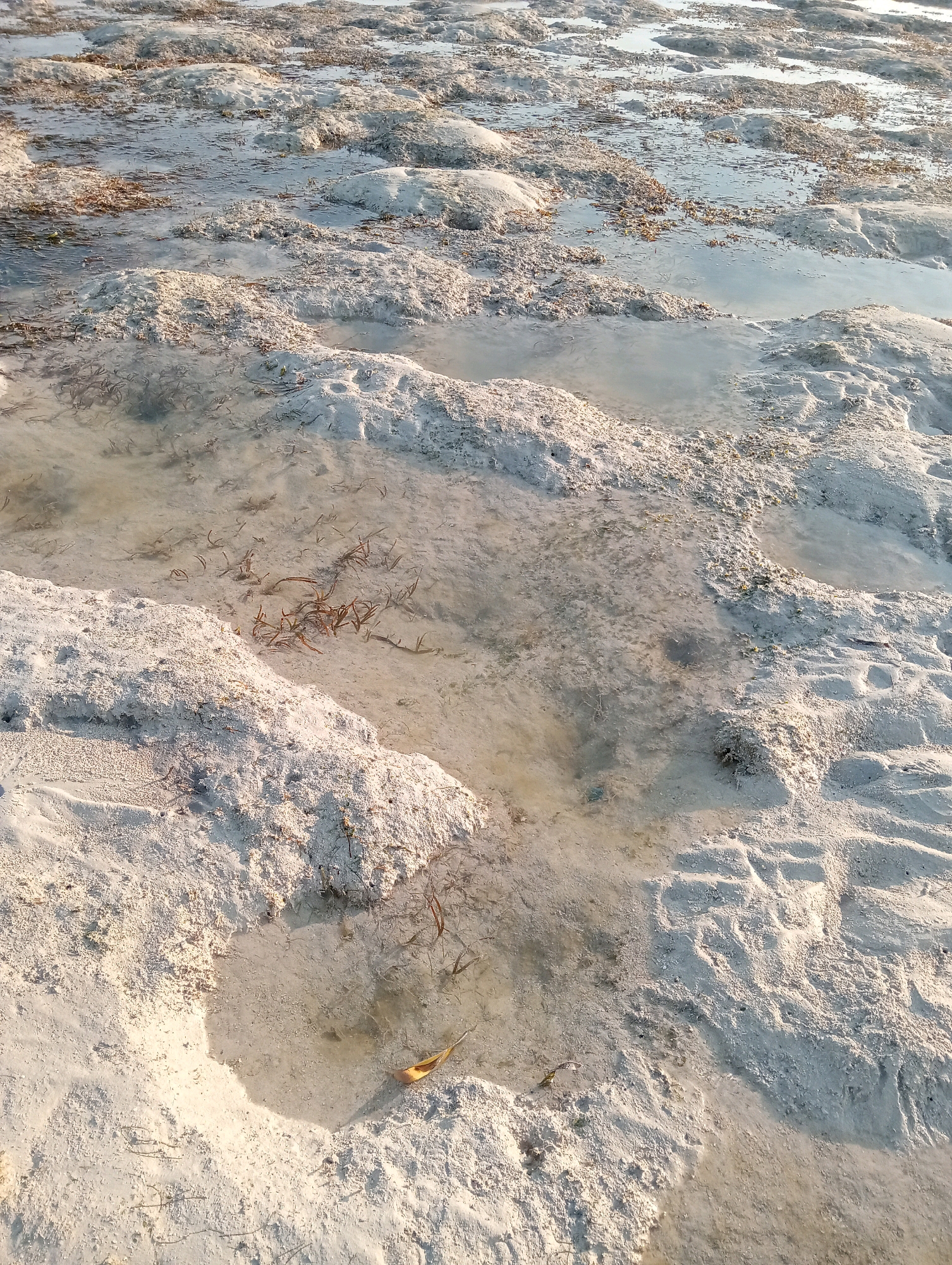 The image shows a shallow, muddy body of water with scattered clumps of white sand and dark, thin vegetation. The terrain appears uneven, with sandy mounds and depressions filled with water. The light suggests it is either early morning or late afternoon. There are no people or animals visible in the frame. The scene is consistent with a coastal environment, possibly a beach or tidal flat.
