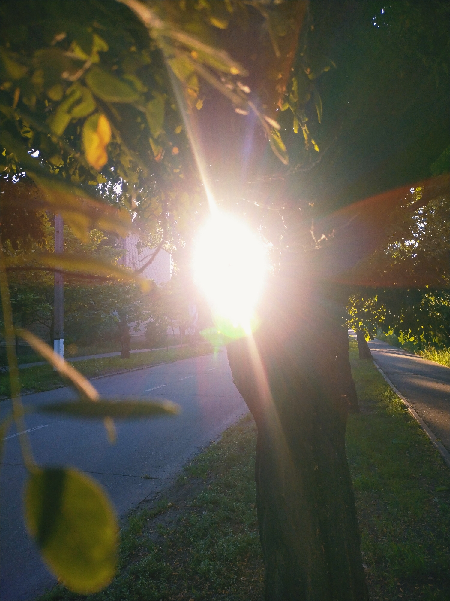 The image captures a sun flare from a low-angled sun, shining brightly through the leaves of a tree on a street in Horishni Plavni, Ukraine. The sun's rays create a lens flare effect, obscuring details in the immediate foreground. To the left, a blurry green leaf is prominent in the foreground. Beyond the tree, a paved road runs parallel to a grassy area. In the mid-ground, on the left side of the road, a utility pole is visible. Further in the background, a building with visible windows can be seen. The lighting suggests it is either early morning or late afternoon. The overall scene depicts an urban street environment bathed in the strong, diffused light of the sun.