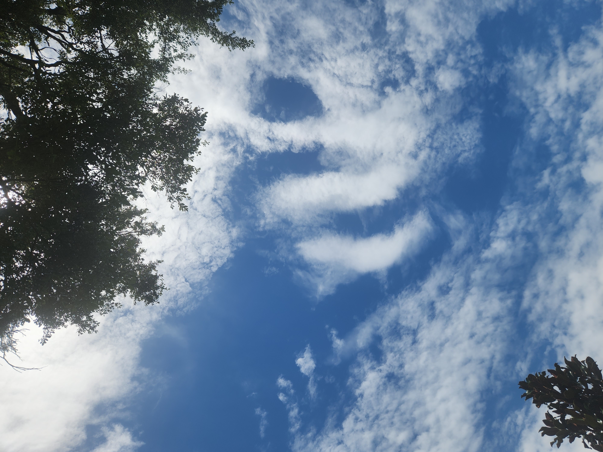 A low-angle shot captures a vibrant blue sky filled with scattered white clouds. The sky is partially obscured by the dark green foliage of trees at the top and lower left of the frame. One section of clouds in the center forms a distinct wavy pattern, resembling three parallel lines or waves. The sun is visible through gaps in the clouds and foliage, creating bright highlights. The scene appears to be an outdoor natural setting within a city, likely Altamonte Springs, United States of America.