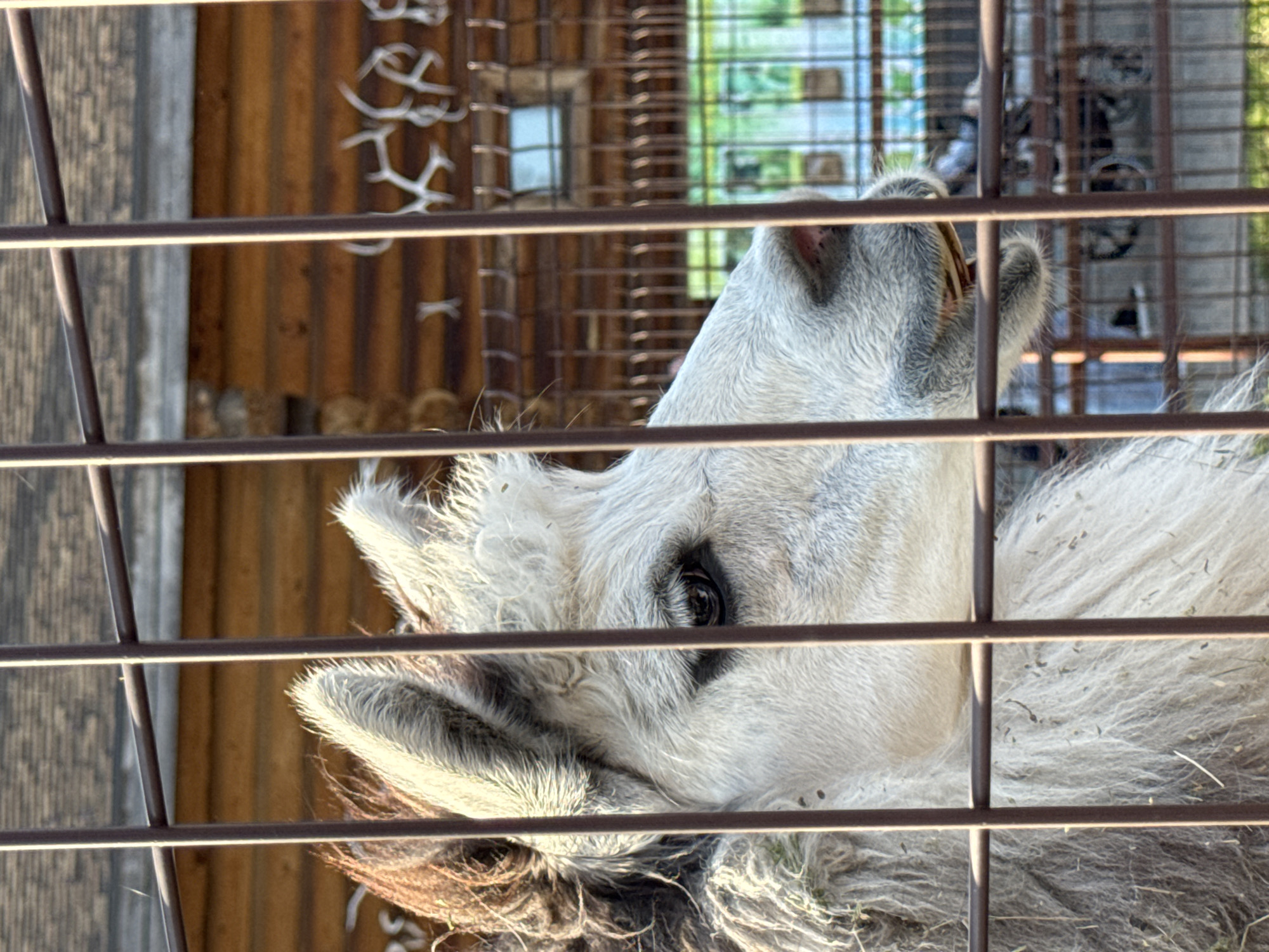An alpaca is seen behind a metal cage. The alpaca has gray and white fur and visible teeth. The background shows a wooden structure and another wire cage. The setting's location in Izhevsk, Russia is not verifiable from the image.