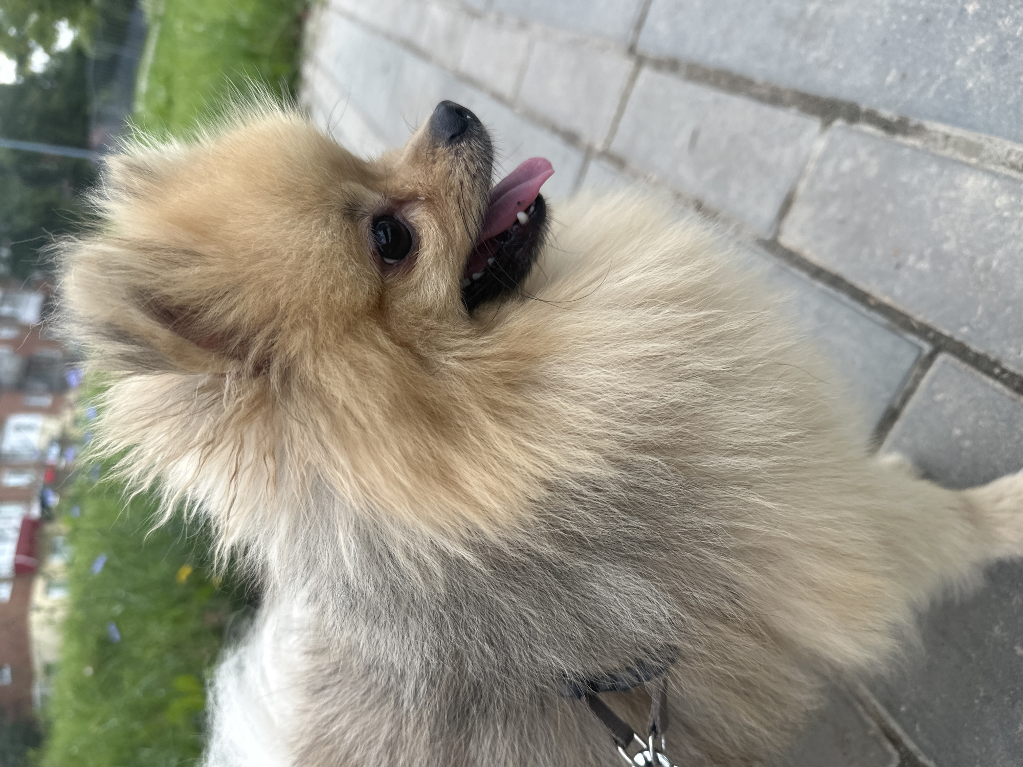 A pomeranian dog with tan and grey fur is standing on a paved walkway in Votkinsk, Russia. The dog is facing right with its tongue hanging out. In the background, there is green grass and buildings. The lighting suggests it is daytime.