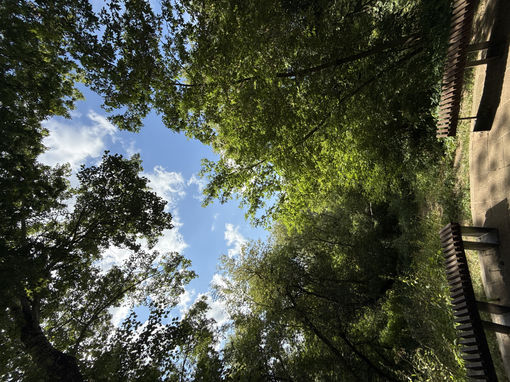This image shows a view looking upwards from a seated position in a park, likely in the city of Khimki, Russia. The foreground features two modern wooden park benches with slatted seating. Beyond the benches, a path leads into a densely wooded area with lush green foliage. The trees are tall and their branches create a canopy overhead, allowing dappled sunlight and patches of blue sky with white clouds to filter through. The overall impression is one of a serene, natural setting within an urban park. There are no people visible in the image.