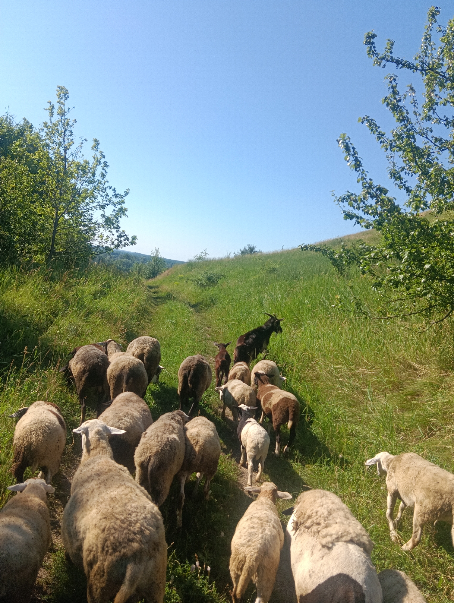 A flock of sheep and a goat are walking up a grassy hill on a sunny day. The sheep are of various sizes and colors, mostly white and brown. The goat is black and has horns. The hill is covered in tall green grass and wildflowers. In the background, there are trees and a clear blue sky. The path the animals are following is a dirt track. The camera angle is from behind the flock, looking up the hill.