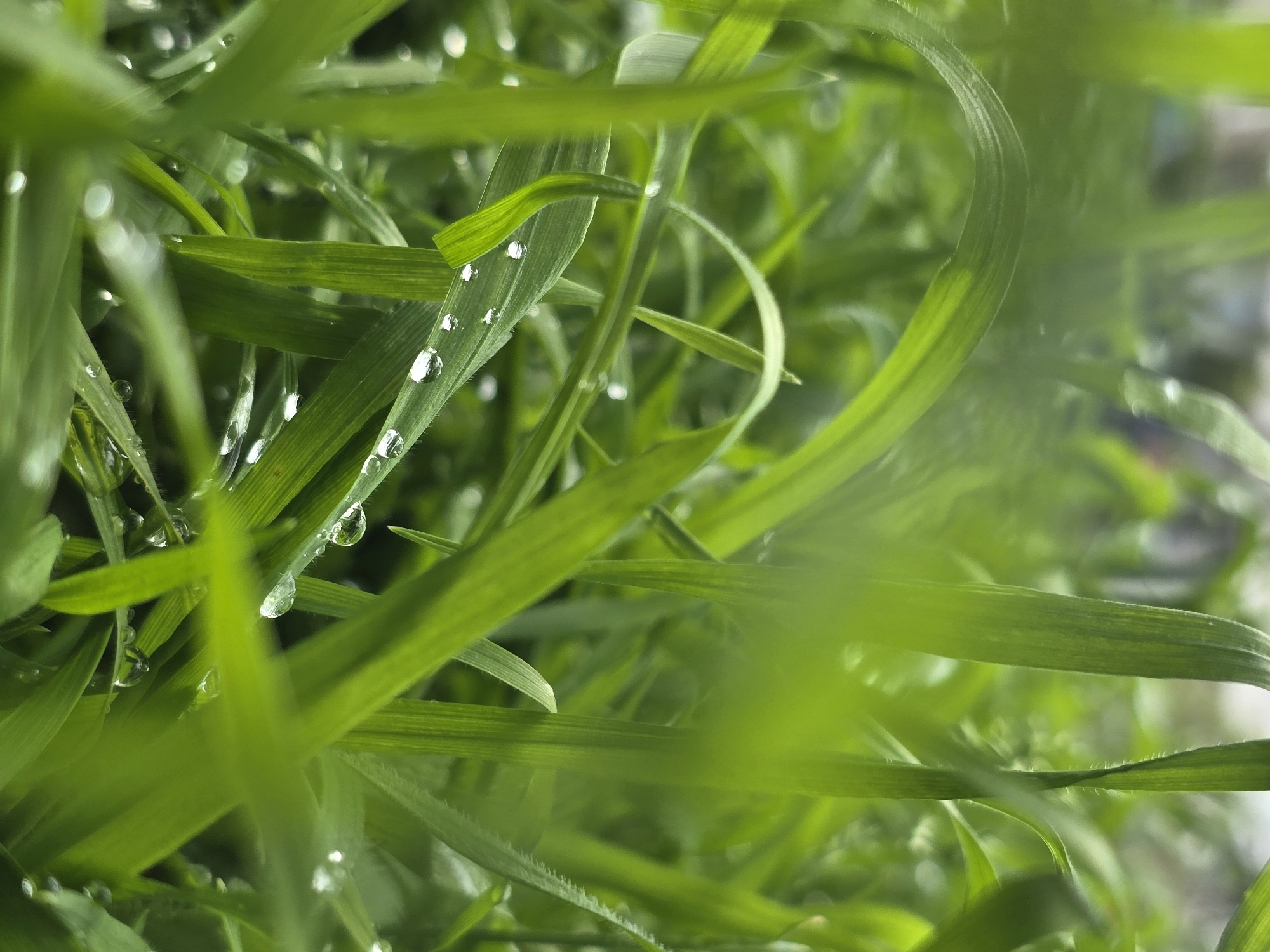A close-up, macro photograph captures a vibrant, lush scene of green grass adorned with numerous water droplets. The image focuses intently on the individual blades of grass, which crisscross and overlap, creating a dense, natural texture. Many of these blades are dotted with glistening, spherical water droplets, suggesting either morning dew or recent rainfall.
The color palette is dominated by various shades of bright and rich green, indicating healthy foliage. A shallow depth of field is employed, with certain grass blades and their water droplets appearing in sharp focus, particularly in the mid-ground and left side of the frame. This sharp detail contrasts beautifully with the soft, out-of-focus blurs of grass in the foreground and background, which appear as ethereal washes of green light.
Notable details include the clarity and reflective quality of the water droplets, which act like tiny lenses, catching and scattering light. The overall impression is one of freshness, tranquility, and natural beauty. The setting is evidently outdoors, likely a lawn or meadow, emphasizing a serene, early-morning or post-rain atmosphere. No human subjects, man-made objects, or visible text are present in the image.