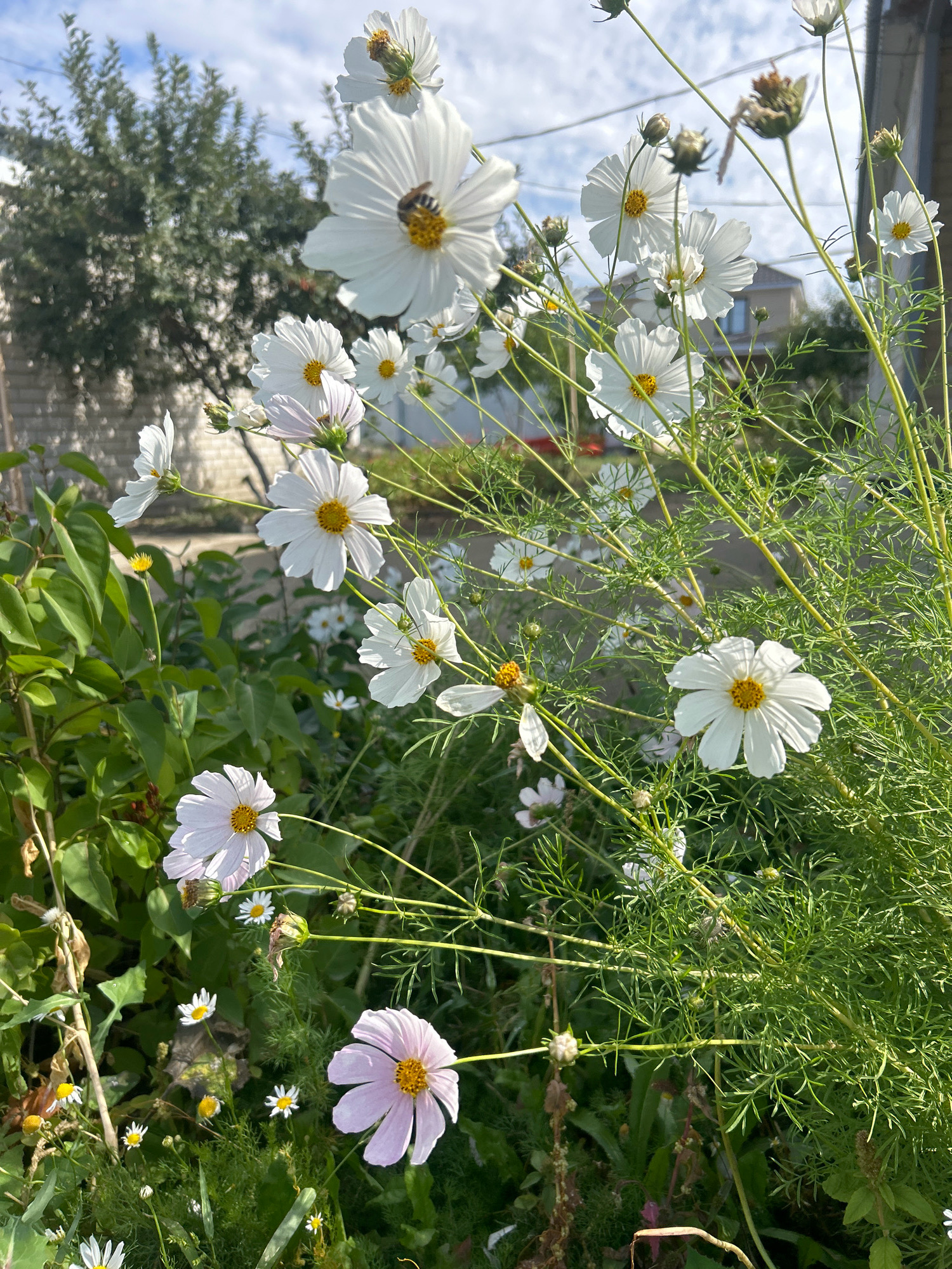 In this sunlit, outdoor scene, a collection of white and pale pink cosmos flowers are in full bloom against a backdrop of green foliage and a partially obscured building. One prominent white cosmos flower in the upper center of the frame has a bee actively collecting pollen. Other cosmos flowers, varying in size and stage of bloom, are scattered throughout the image, some with their delicate petals reaching towards the sky. The environment appears to be a garden or natural setting, likely within the city limits of Қандыағаш қаласы әкімдігі, Kazakhstan, given the context. The sky above is partly cloudy.