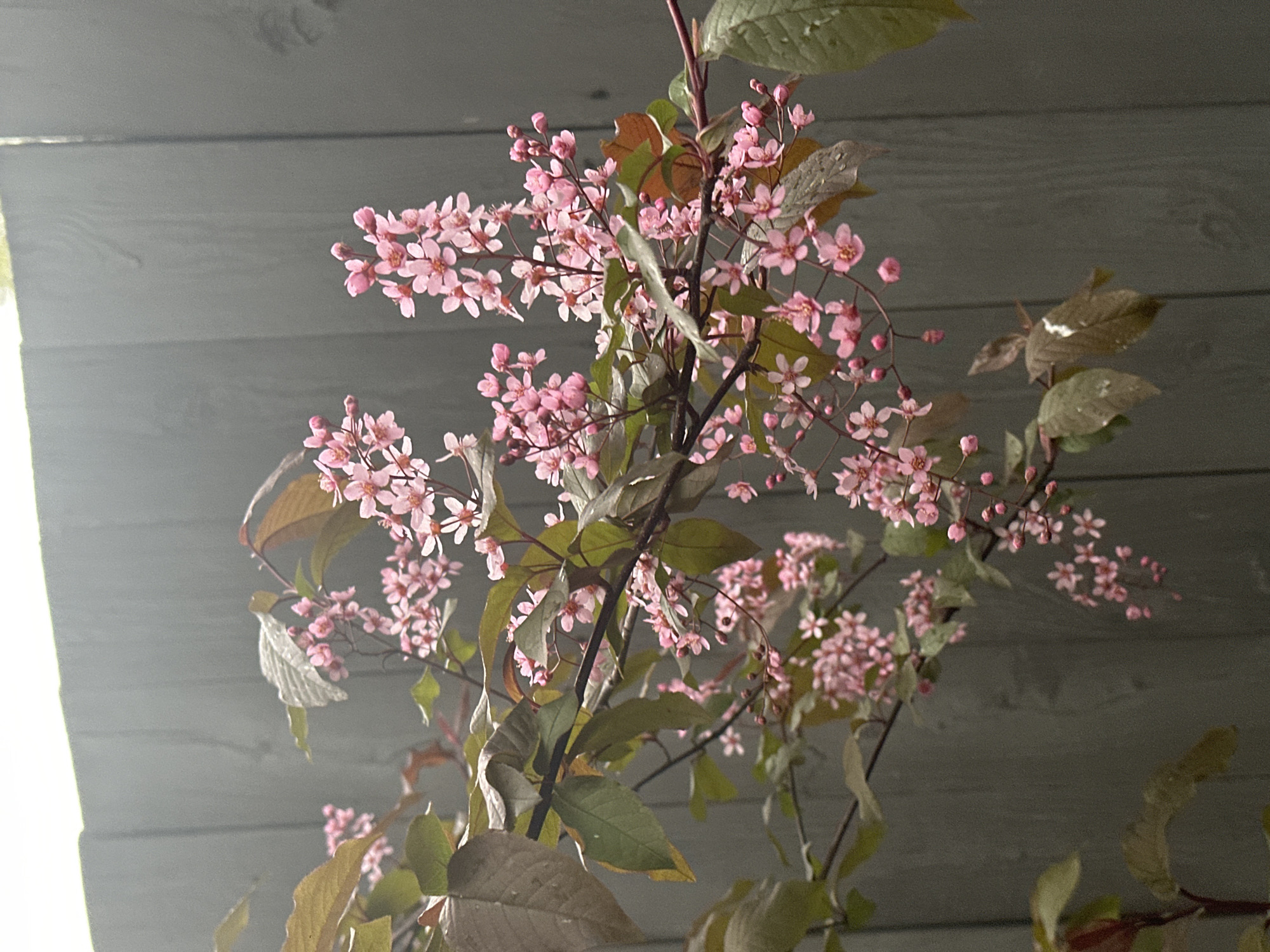 A close-up shot shows branches with pink flowers and leaves against a background of light gray horizontal siding. The lighting suggests an overcast day, with diffuse light illuminating the flowers and leaves. No people are visible. The flowers are small and clustered, while the leaves appear to have a slightly bronzed or reddish hue. The location in Aviator, Russia, is unknown based solely on the image.