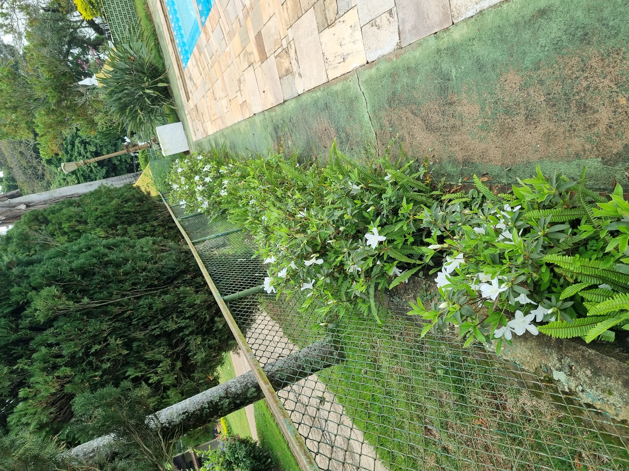 The image depicts an outdoor scene with a swimming pool and surrounding vegetation. A chain-link fence runs along the left side of the frame, with a line of flowering bushes and ferns planted just inside it. Beyond the fence, a tall tree trunk and dense evergreen trees are visible. The ground alongside the bushes is a mix of green turf and sandy patches. To the right of the bushes, a paved area made of light-colored stone slabs borders a bright blue swimming pool. In the background, a street lamp and other landscaping elements can be seen. The scene is devoid of people and any specific activity. The location is identified as Laranjal Paulista, Brazil.