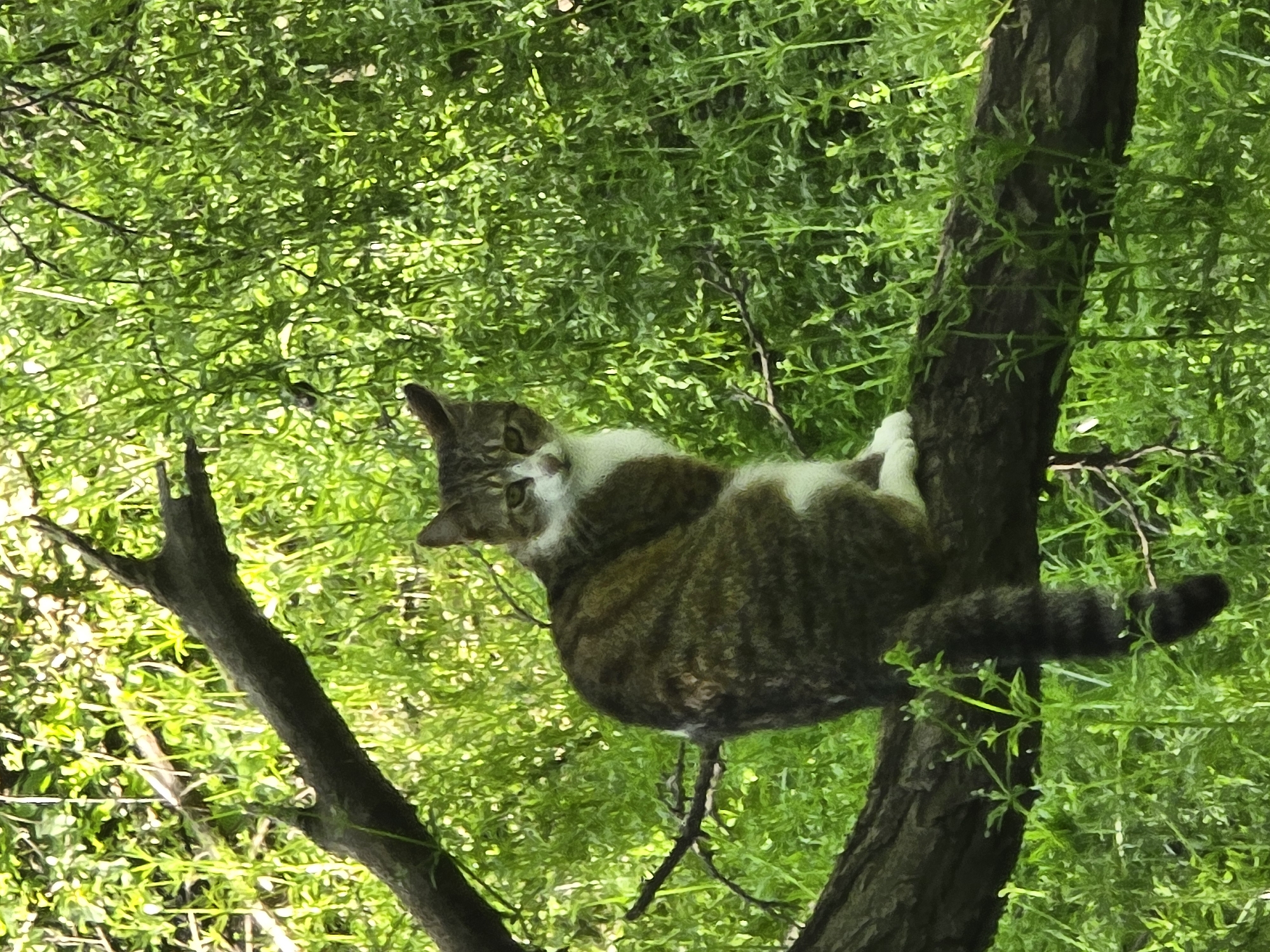 A cat is lying on a tree branch. The cat is brown and white, and it is looking at the camera. The tree is surrounded by green foliage. The location is unknown.