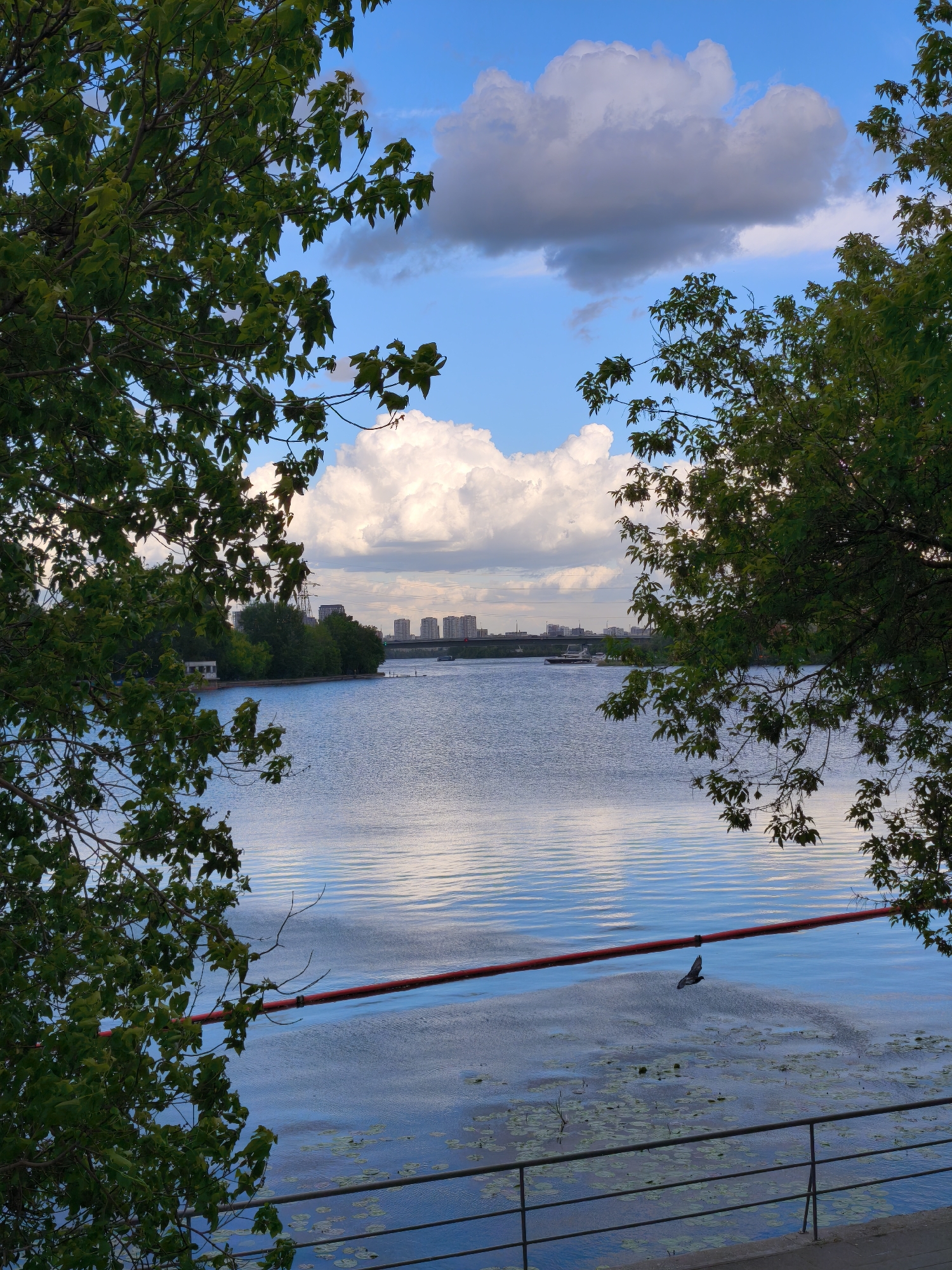 The image shows a view of the Moskva River in Moscow, Russia. The scene is framed by trees on either side, creating a natural foreground. The river is calm with gentle ripples reflecting the sky and clouds above. In the distance, a cityscape is visible, suggesting an urban setting. A red boom floats on the river's surface, possibly marking a boundary or for safety purposes. A bird is captured in mid-flight, adding a sense of movement to the otherwise tranquil scene. A railing is visible in the lower portion of the frame, indicating a public walkway or viewing area along the riverbank. The sky is partly cloudy with patches of blue visible. Lily pads float on the surface of the water near the railing.