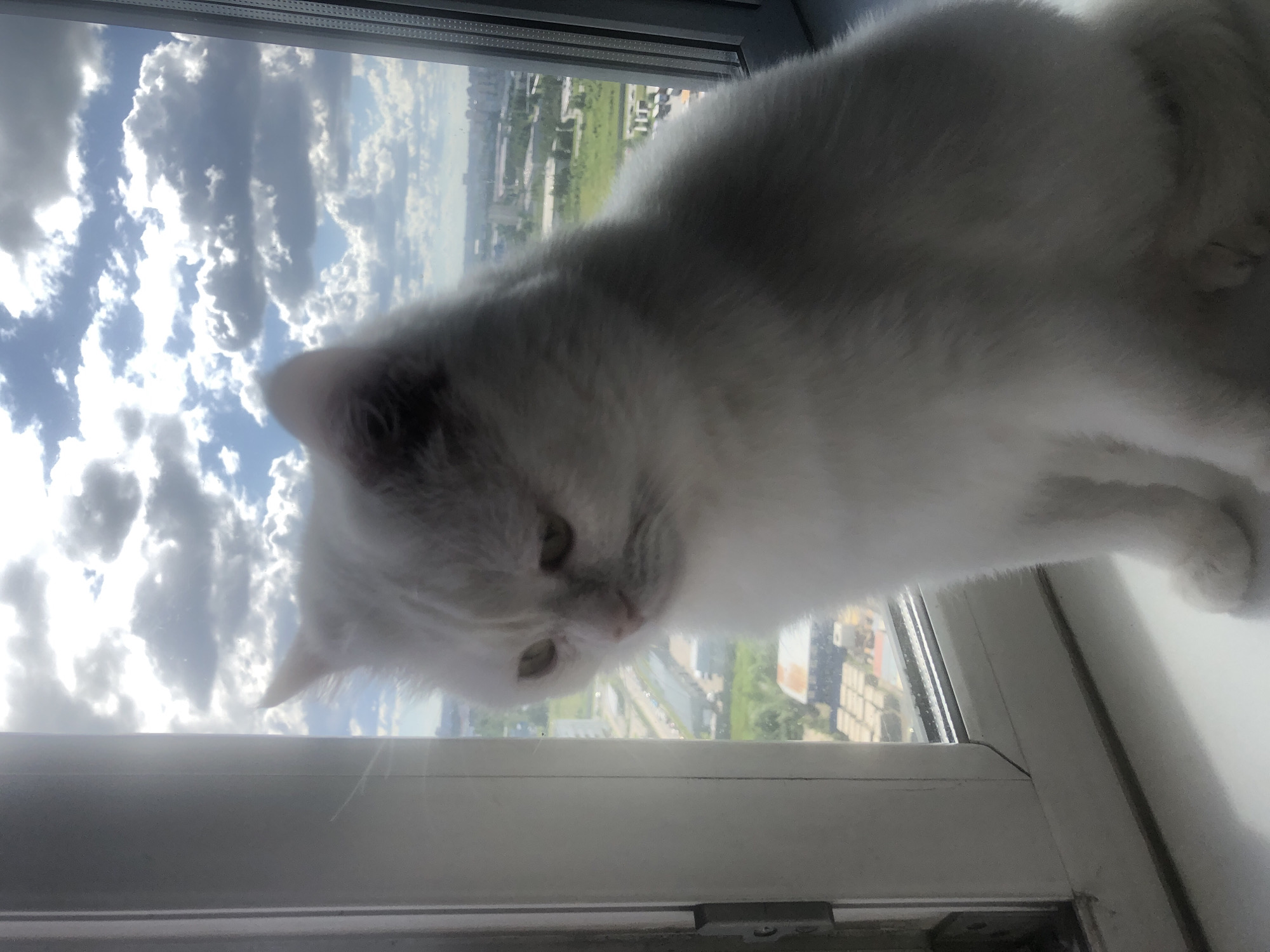 A fluffy white cat sits on a windowsill, looking out at a cloudy sky and a city landscape. The cat's fur is predominantly white with some subtle grey markings around its ears and face. Its eyes are a light green color, and it appears to be looking down and to the side. The windowsill is white and clean, and the window frame is also white. Outside the window, the sky is filled with large, fluffy white clouds interspersed with patches of blue sky. Below the clouds, a sprawling city can be seen, with various buildings, roads, and green spaces. The sun is shining brightly, casting highlights on the clouds and illuminating the city. The overall impression is one of a peaceful and serene moment, with the cat contemplating the view from its perch.