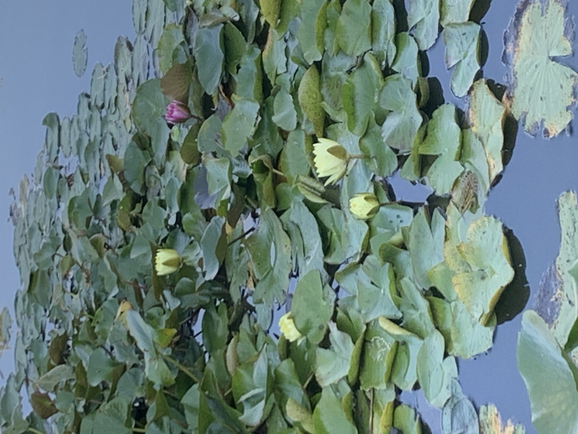 The image depicts a pond filled with numerous lily pads and several water lilies. There are at least three visible yellow water lilies, one of which is in full bloom, and one pink water lily bud. The water is dark blue. The image does not provide any information about the city of Kolomyia, Ukraine, or any specific location. No people or actions are visible.