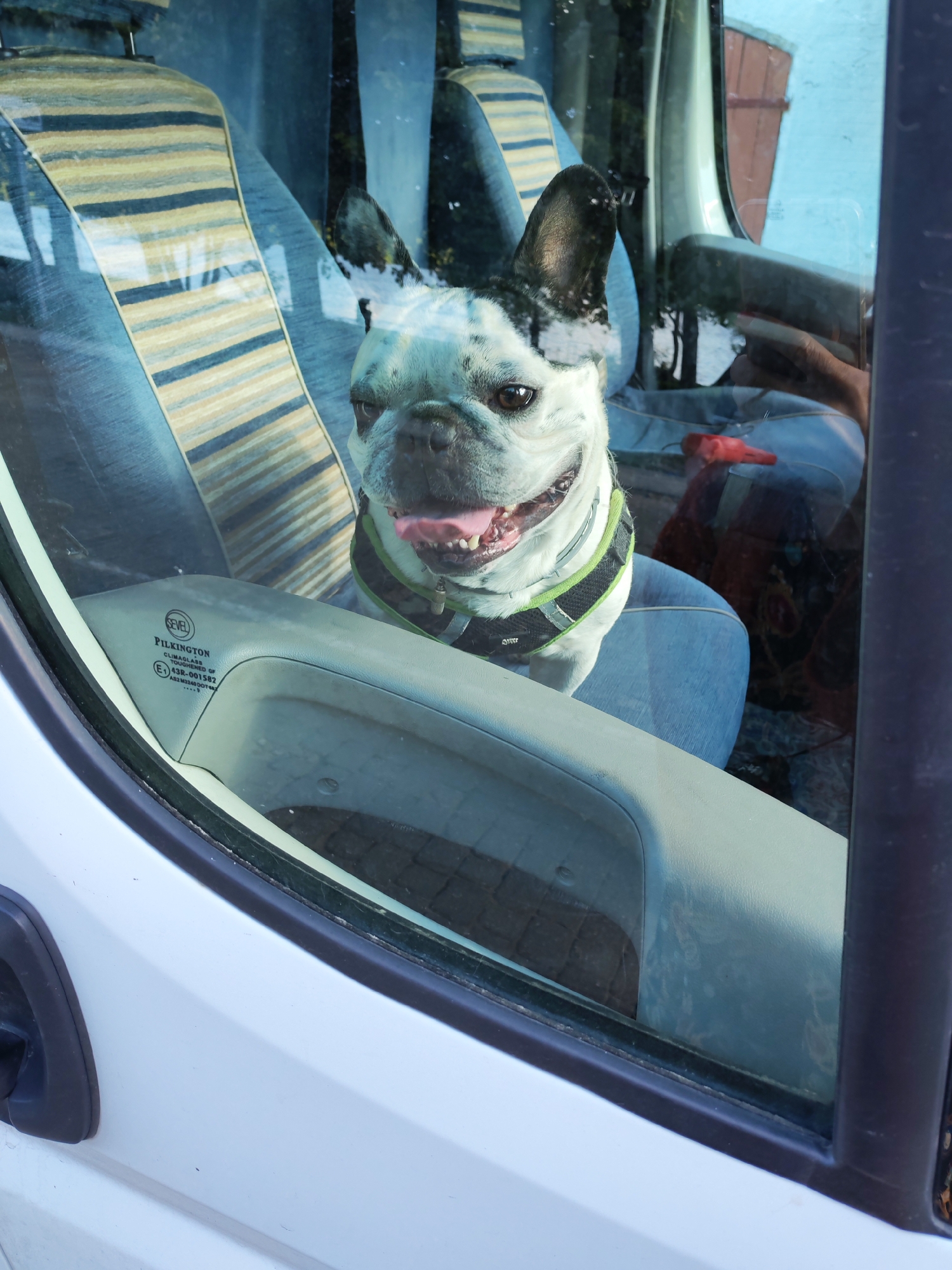 A French bulldog with black and white markings sits in the passenger seat of a white vehicle. The dog is wearing a green and black harness and has its mouth open with its tongue hanging out, appearing happy. The interior of the vehicle is visible through the window, showing striped seat covers in muted tones of blue, yellow, and beige. Reflections on the glass obscure parts of the scene. A red object is visible on the seat behind the dog. The vehicle's dashboard and a portion of the door are also visible. There is a sticker on the window with the text "PILKINGTON CLIMAGLASS" and "E1 43R-001582". The scene appears to be outdoors during the daytime, with hints of sunlight and possibly a warm day.