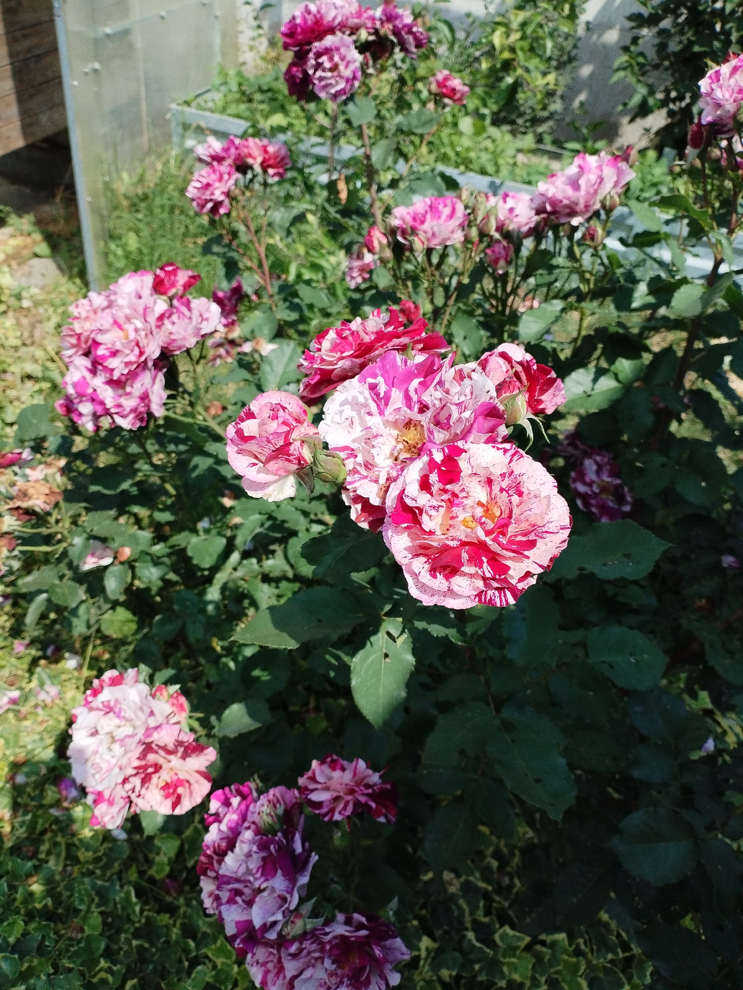 A close-up, eye-level shot captures a lush rose bush in full bloom, situated in the city of Vinogradny, Russia. The roses are a vibrant mix of pink and white, with some petals showing streaks of deep fuchsia. Several blooms are open, revealing their intricate layers and yellow centers, while others are still developing buds. The foliage is a healthy, deep green, with broad leaves that contrast with the delicate petals of the roses. In the background, hints of a greenhouse structure and other greenery suggest a garden setting. The lighting indicates it is daytime, likely with bright sunlight casting dappled shadows on the leaves and flowers. There are no people or animals visible in the image.