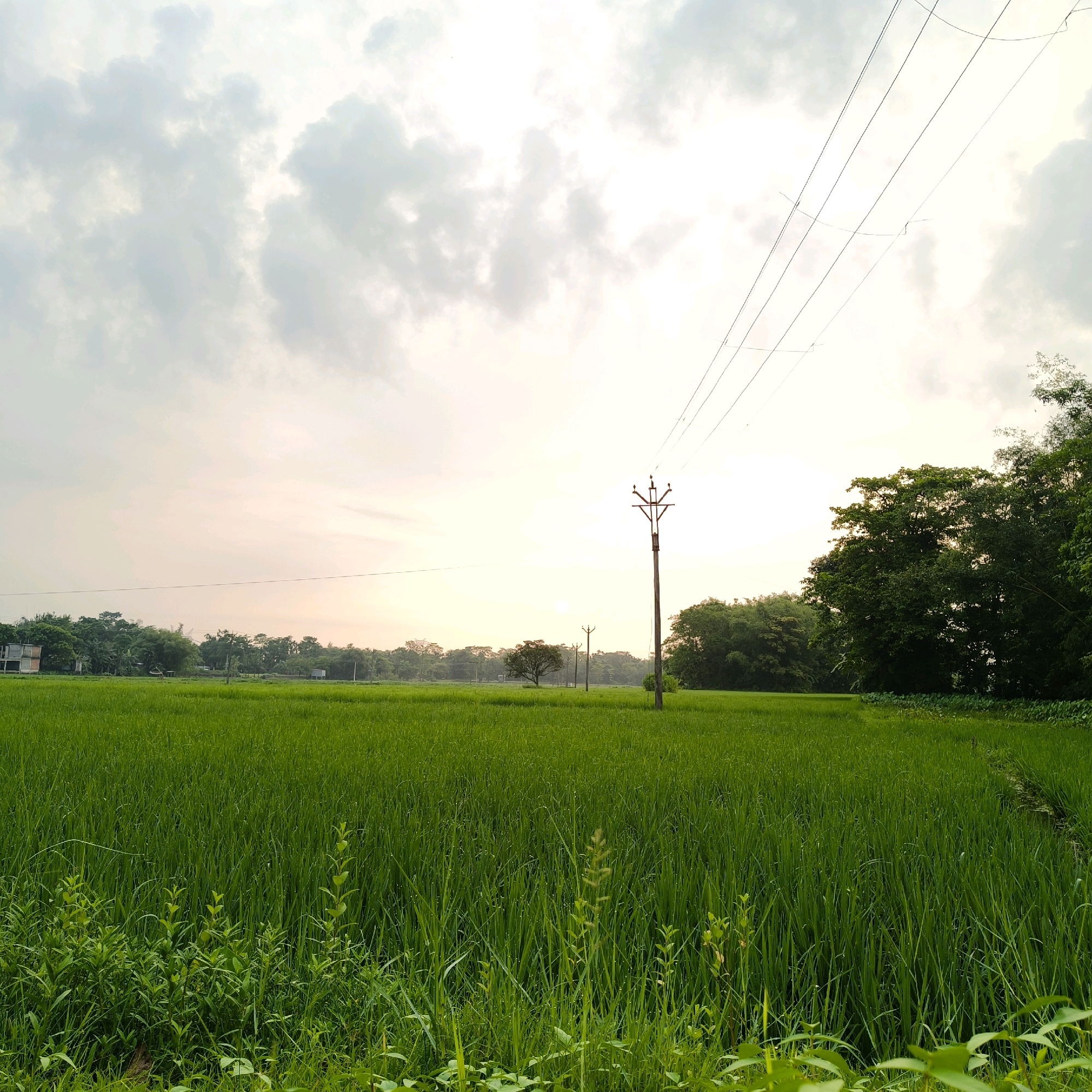 The image depicts a vast, lush green rice paddy field under a cloudy sky, with a gentle sun partially visible through the overcast. In the foreground, taller, wilder grasses and plants are visible, adding texture to the scene. A wooden utility pole with wires stretches across the frame, a common sight in rural landscapes. In the middle ground, a few more utility poles and trees are scattered across the field, with a single prominent tree standing out. The background reveals a dense line of trees and vegetation, and to the far left, a small cluster of buildings suggests a nearby settlement. The overall atmosphere is serene and pastoral, conveying a sense of rural tranquility.
