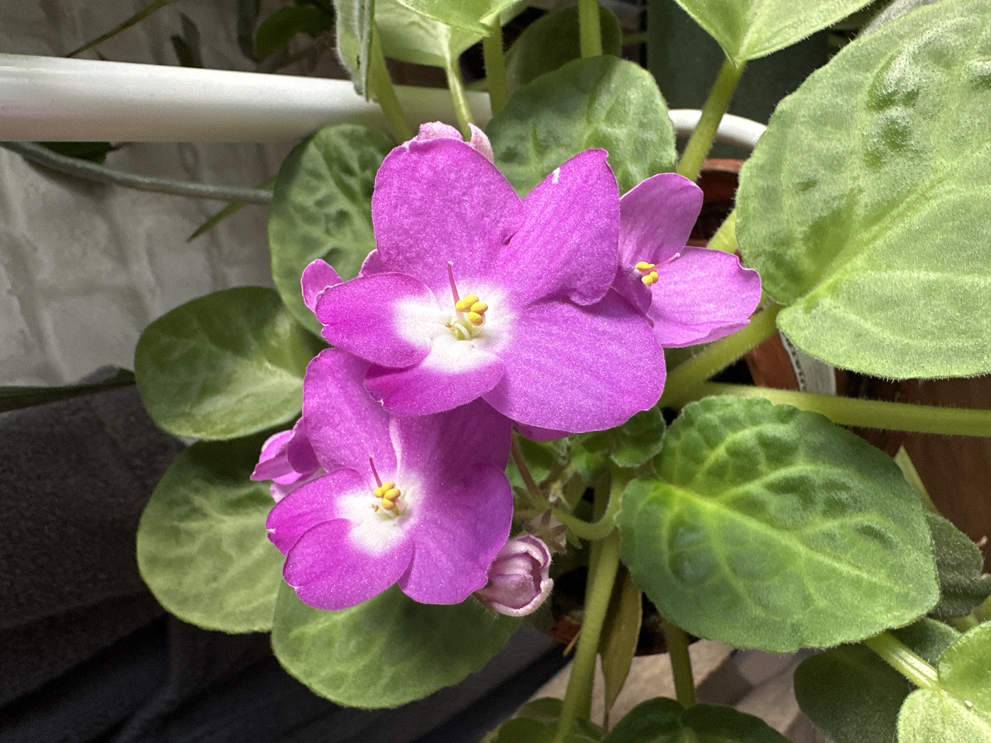 The media features a close-up shot of a vibrant African violet (Saintpaulia) plant. The primary subjects are the plant's flowers and leaves, illuminated by bright, possibly natural, light.
There are several open flowers, predominantly a rich magenta or purple hue with distinct white centers. Each flower displays prominent bright yellow stamens clustered in the middle. The petals appear to have a soft, velvety or fuzzy texture. To the right of the main cluster of blooms, an unopened flower bud, still tightly curled and light purple, is visible.
The plant's leaves are a deep green, rounded, and also exhibit a fuzzy texture, with noticeable veins creating slight indentations on their surface. Some leaves show faint patterns of lighter green variegation. Green stems support both the leaves and the flowers.
In the background, a white horizontal bar or rod is visible in the upper left portion of the image, possibly part of a window frame, shelf, or light fixture. Behind the plant, a light-colored, textured surface, resembling a wall or curtain, can be seen. On the left and bottom, a darker, indistinct area suggests shadow or another background element. A subtle hint of a terracotta-colored pot rim is visible in the bottom right, indicating the plant is potted.
The image captures the plant in a state of bloom, emphasizing its delicate features and rich colors. There is no visible text.