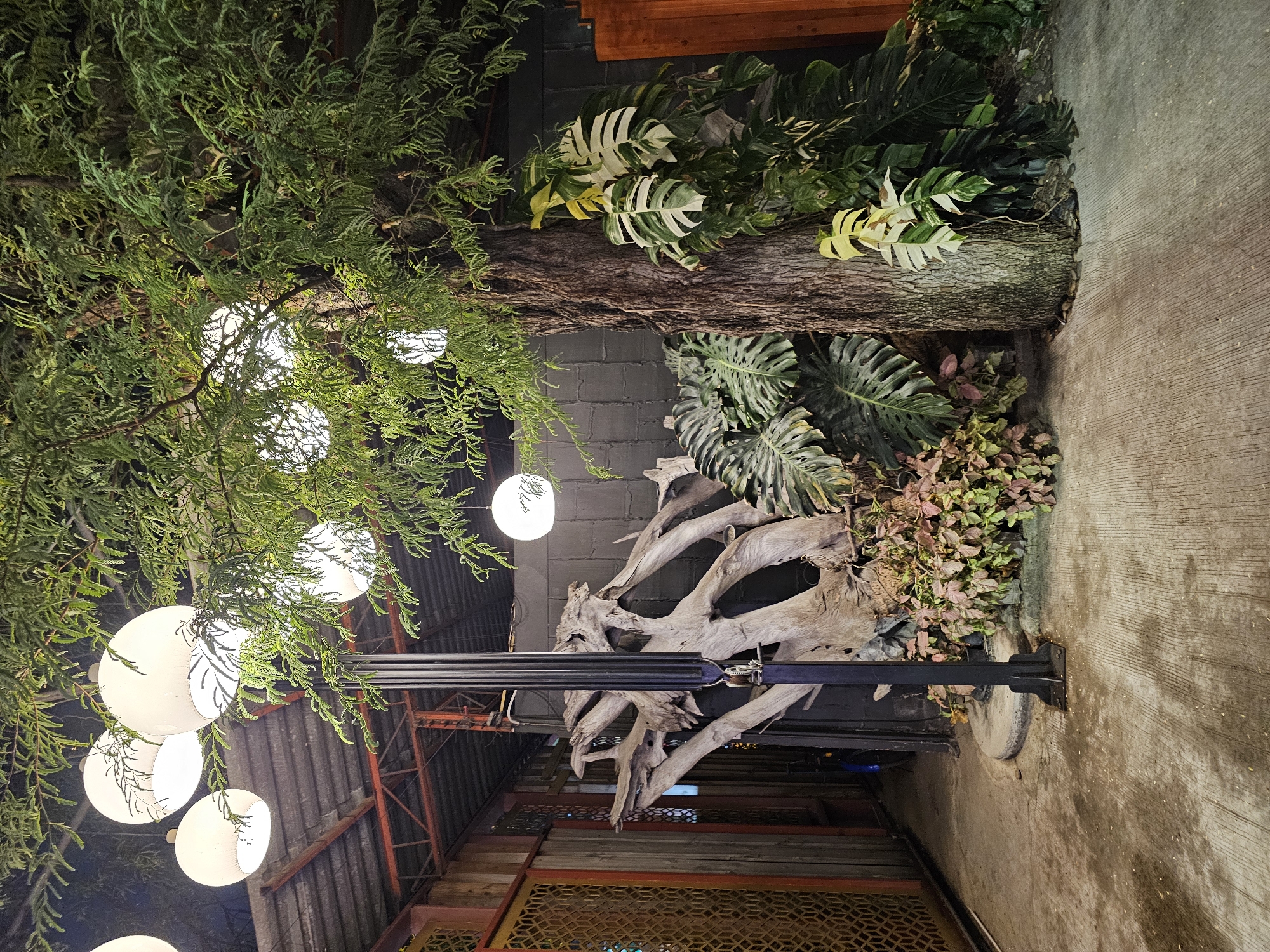 The image depicts an outdoor seating area, possibly a cafe or restaurant, in Bangkok, Thailand. A large tree with dense foliage dominates the right side of the frame, with several large, white globe lights hanging from its branches. The background features a dark, textured wall, possibly brick. To the left, a substantial piece of driftwood, twisted and gnarled, is prominently displayed. Behind the driftwood, a wooden wall with decorative metal latticework is visible. The ground is concrete, showing some wear and a few scattered leaves. The overall impression is one of a natural, yet curated, outdoor space with a rustic aesthetic. No people are visible in the image.