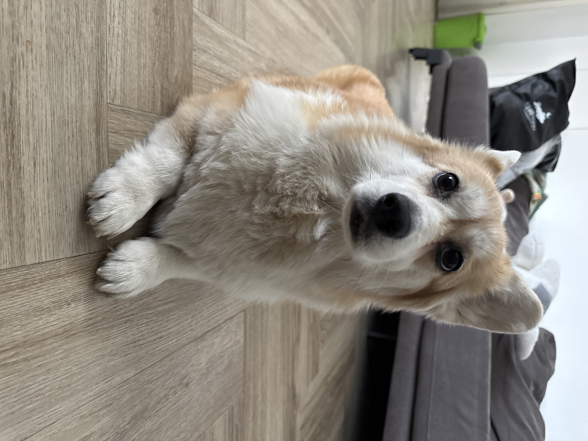 A tan and white corgi is lying on a light brown, wood-patterned floor. The dog is facing the camera with its head tilted, giving a direct, curious gaze. Its front paws are visible, extended forward on the floor. In the background, there is a gray couch, a black bag with white printing, and a partially visible green container. The location and existence of Krasnoyarsk, Russia, is not visible from the image.