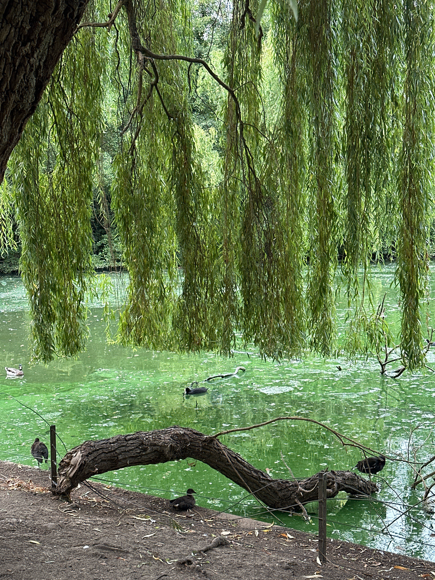This image depicts a tranquil scene at the Round Pond in Kensington Gardens, London, United Kingdom. The foreground features the muddy bank of the pond, with fallen leaves and roots visible. A thick, weathered branch of a tree arches over the water, its textured bark a prominent element.
Several birds are present in the water, which has a vibrant, green algae bloom. Two ducks are seen swimming near the branch, one on the right and another further left. In the middle distance, a black coot is paddling, and further to the left, a goose is visible.
The background is dominated by lush green foliage and the drooping branches of a weeping willow tree, creating a natural, shaded canopy over the water. The overall impression is one of a peaceful, natural setting within the urban landscape of London.