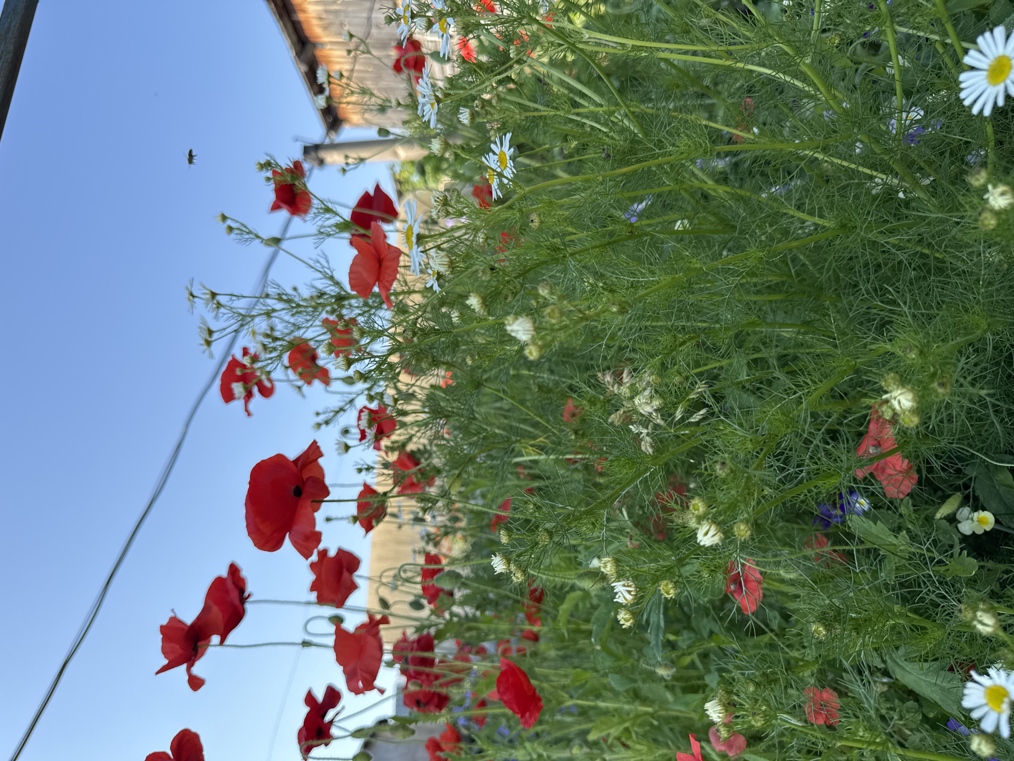 A low-angle, close-up shot captures a field of red poppies and white daisies under a clear blue sky. A single bee is visible in flight. In the background, a weathered wooden structure, possibly a shed or building, stands against the sky. The scene is set in Urazovo, Russia. The image is clear and well-lit, highlighting the vibrant colors of the flowers and the detail of the vegetation.
