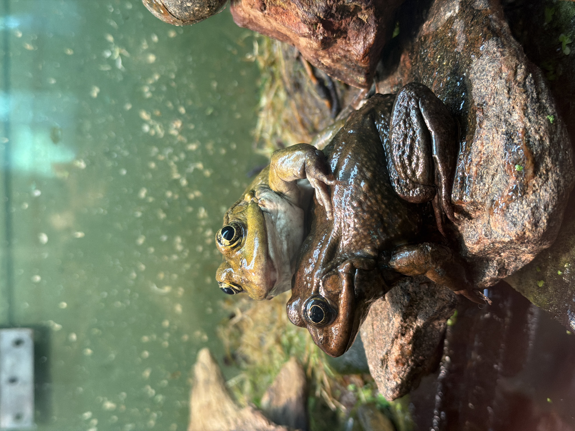 The image shows two frogs sitting on wet rocks. The bottom frog is larger and dark brown, with its head facing left. The top frog is smaller and lighter brown, with its head facing forward and resting on the bottom frog's back. The frogs are in what appears to be an enclosure, possibly a terrarium or aquarium, with a blurry green background and some plant matter. There is no indication of a specific location in Riga, Latvia.