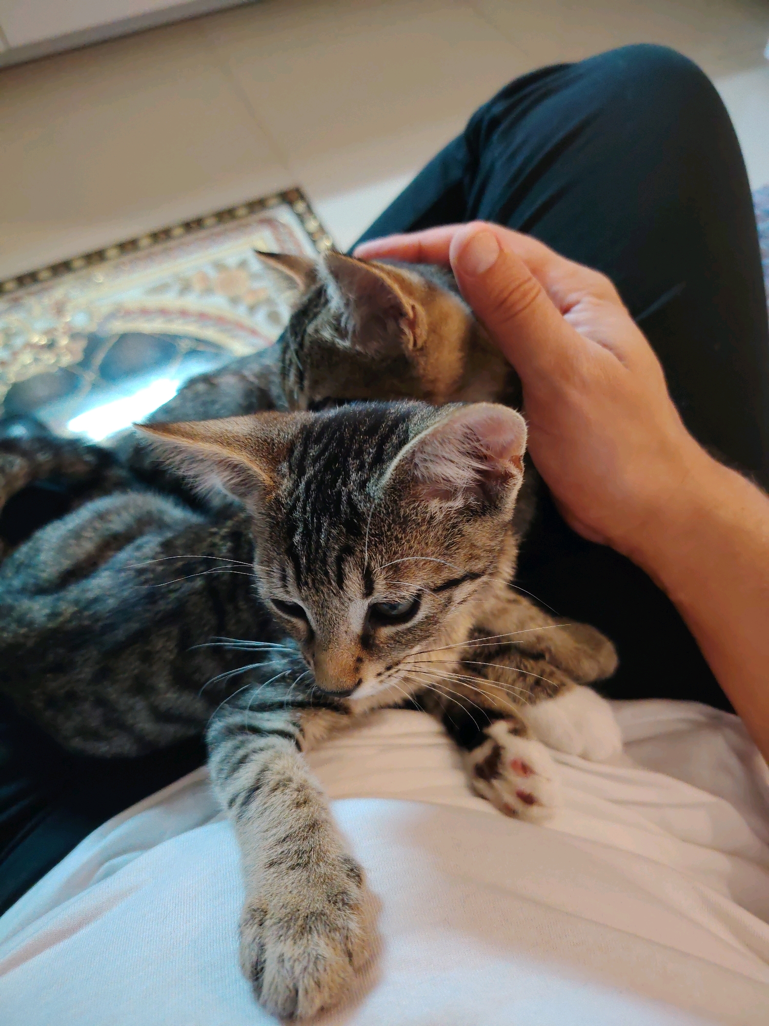 The image shows two tabby kittens resting on a person's lap. One kitten is in the foreground, facing left with its head slightly down and its paw extended. The other kitten is behind it, with its head resting on the person's hand. The person's hand is gently stroking the head of the kitten in the background. The kittens are lying on a white garment, possibly a t-shirt. In the background, a framed decorative item with intricate patterns is visible, reflecting light. Dark fabric, likely pants, is also part of the scene. The setting appears to be indoors, with soft lighting. No specific elements in the image definitively place it in Vnukovo, Russia.