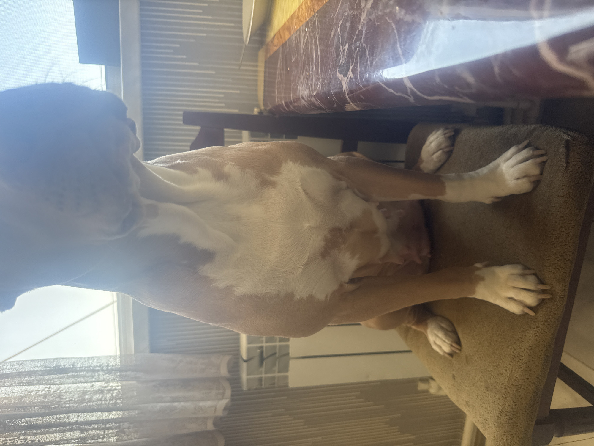 A medium shot of a brown and white dog sitting on a chair, facing right. The dog's head is down and out of focus. The background includes a window with sheer curtains, a radiator, and a table with a marble-patterned tablecloth. The dog is sitting on a brown upholstered chair. The lighting suggests it is daytime, with sunlight streaming in from the window. The image appears to be taken indoors, likely in a residential setting. There are no people visible in the image. The scene does not contain any elements that would allow for a specific city or country to be identified.