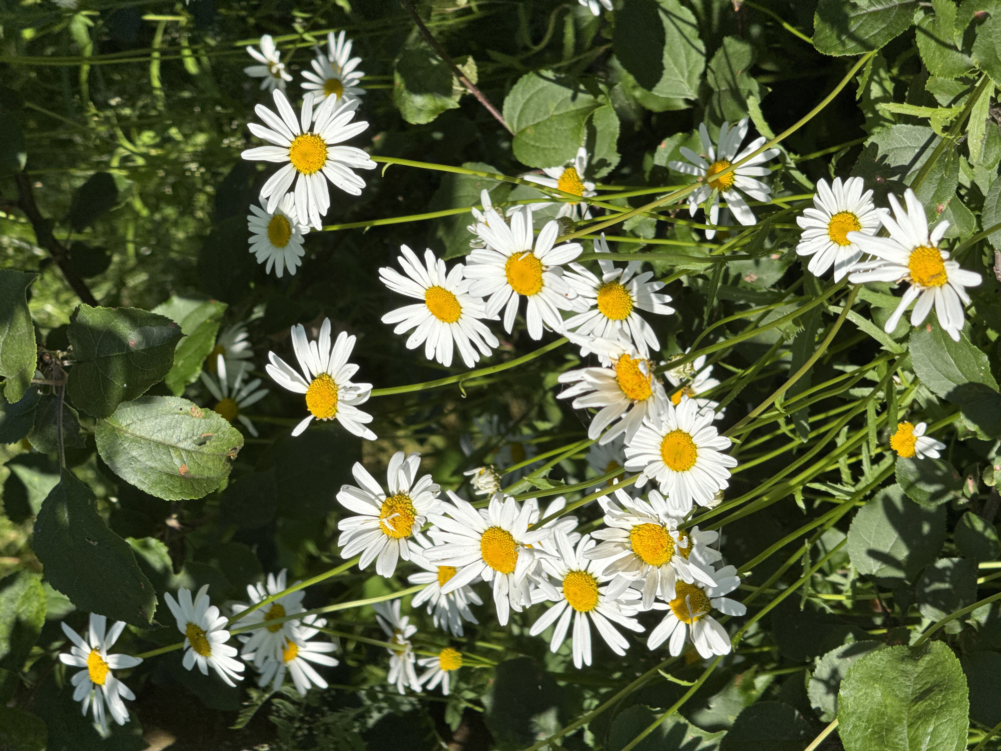 The image shows a close-up view of a cluster of white daisies with yellow centers. The flowers are growing in a natural setting with abundant green foliage and stems. Some of the daisies are in full bloom, while others are still developing. The lighting suggests it is daytime, with shadows cast by the foliage, indicating sunlight filtering through. The overall impression is one of natural beauty and growth, likely in a garden or meadow. There is no text visible in the image. The location context provided is St Ozerki, Russia, which aligns with the natural, outdoor scene depicted. The scene is peaceful and serene.