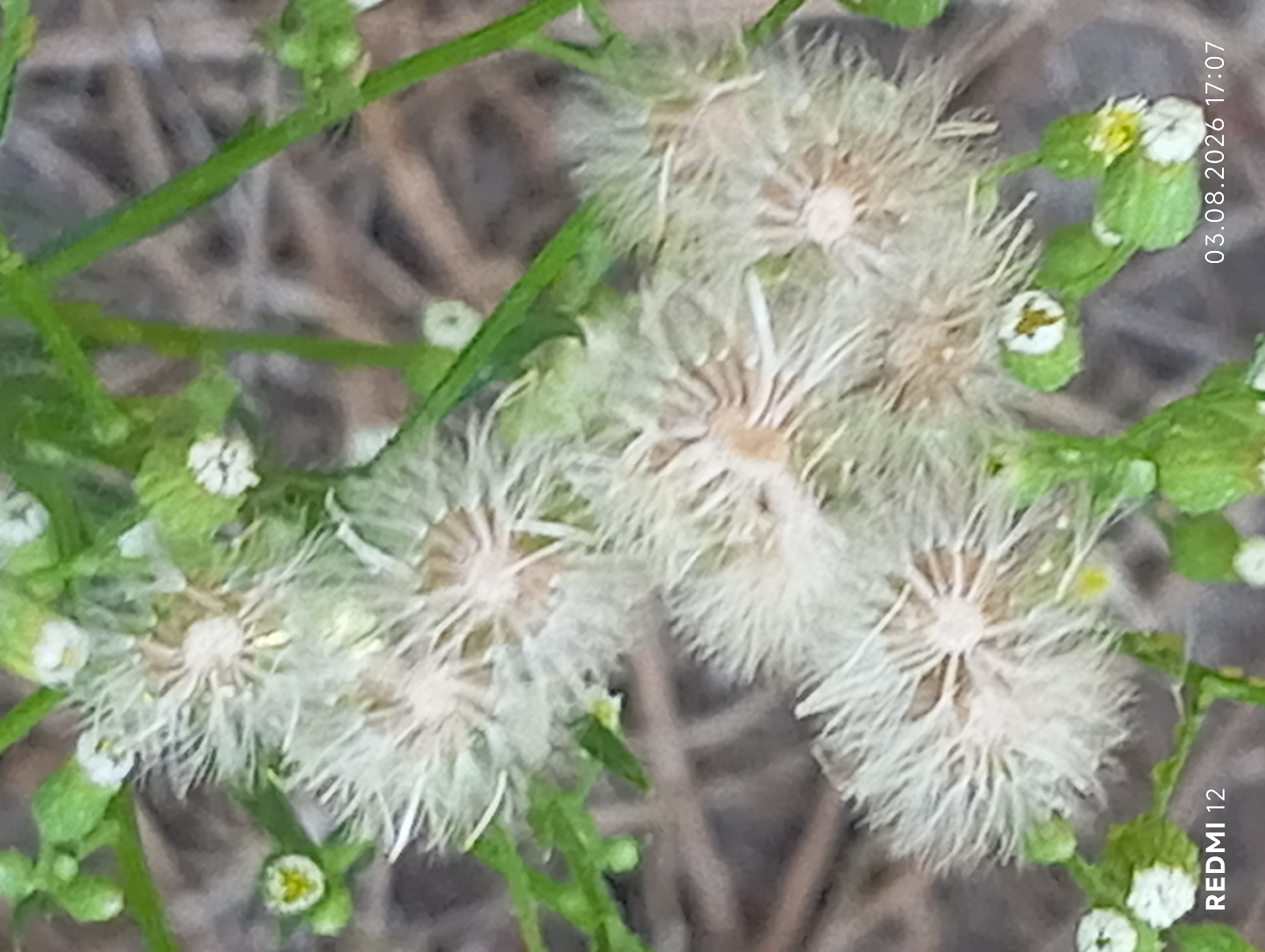 The image is a close-up, high-angle shot of several dandelion seed heads and some small green plants against a blurred background of dry grass and dirt. The dandelion seed heads are white and fluffy, appearing to be in the process of dispersing their seeds. Several small green leaves and buds are visible throughout the frame. The timestamp "03.08.2026 17:07" and the text "REDMI 12" are overlaid on the bottom right and bottom left corners of the image, respectively. There are no people or discernible actions taking place. The location is not specified within the image itself, other than the device model.