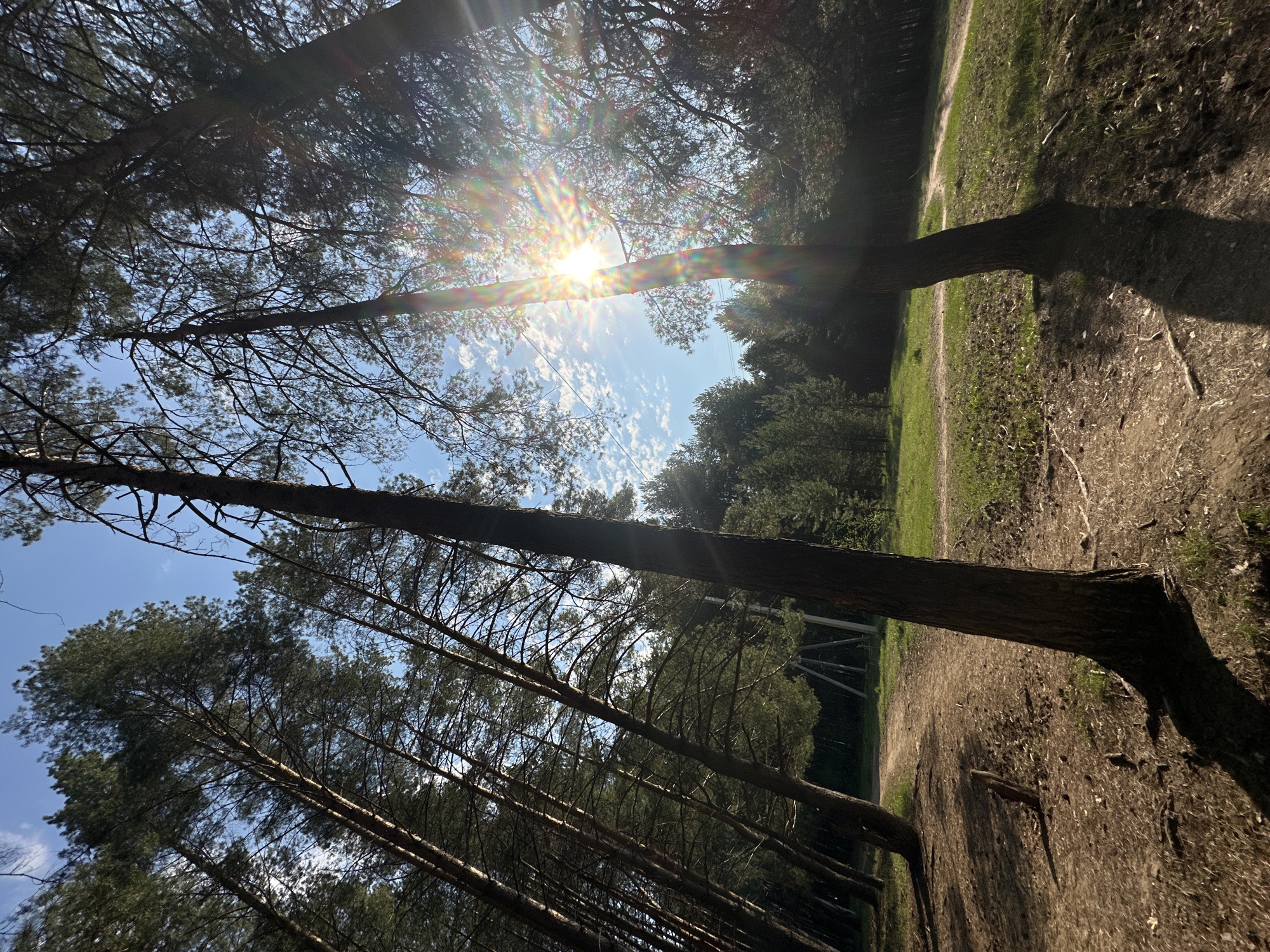The image depicts a forest scene in Chaikovsky, Russia. Tall, slender trees dominate the foreground, their trunks angled towards the top left of the frame. The sun shines brightly through the trees, creating a starburst effect. Patches of blue sky are visible between the branches, with some wispy clouds present. To the right, a dirt path is lined with grass and vegetation, leading into the distance where the forest thickens. The overall perspective is looking upwards through the trees, suggesting a vantage point from the ground.