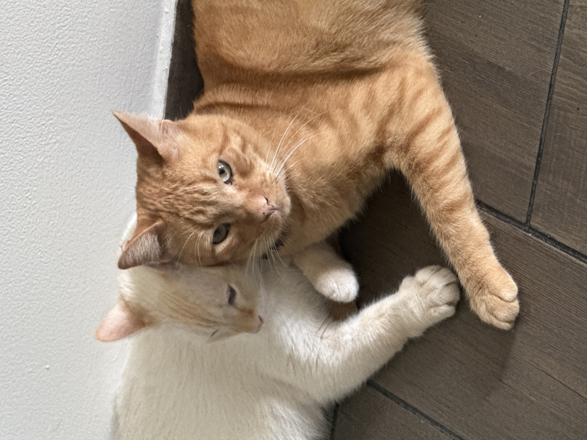 Two cats are lying on the floor. One is orange, and the other is white. The orange cat is on top of the white cat. The floor appears to be made of wood or wood-like material. The location appears to be indoors and next to a wall. It is impossible to determine the location in Mexico City, Mexico from this single image.