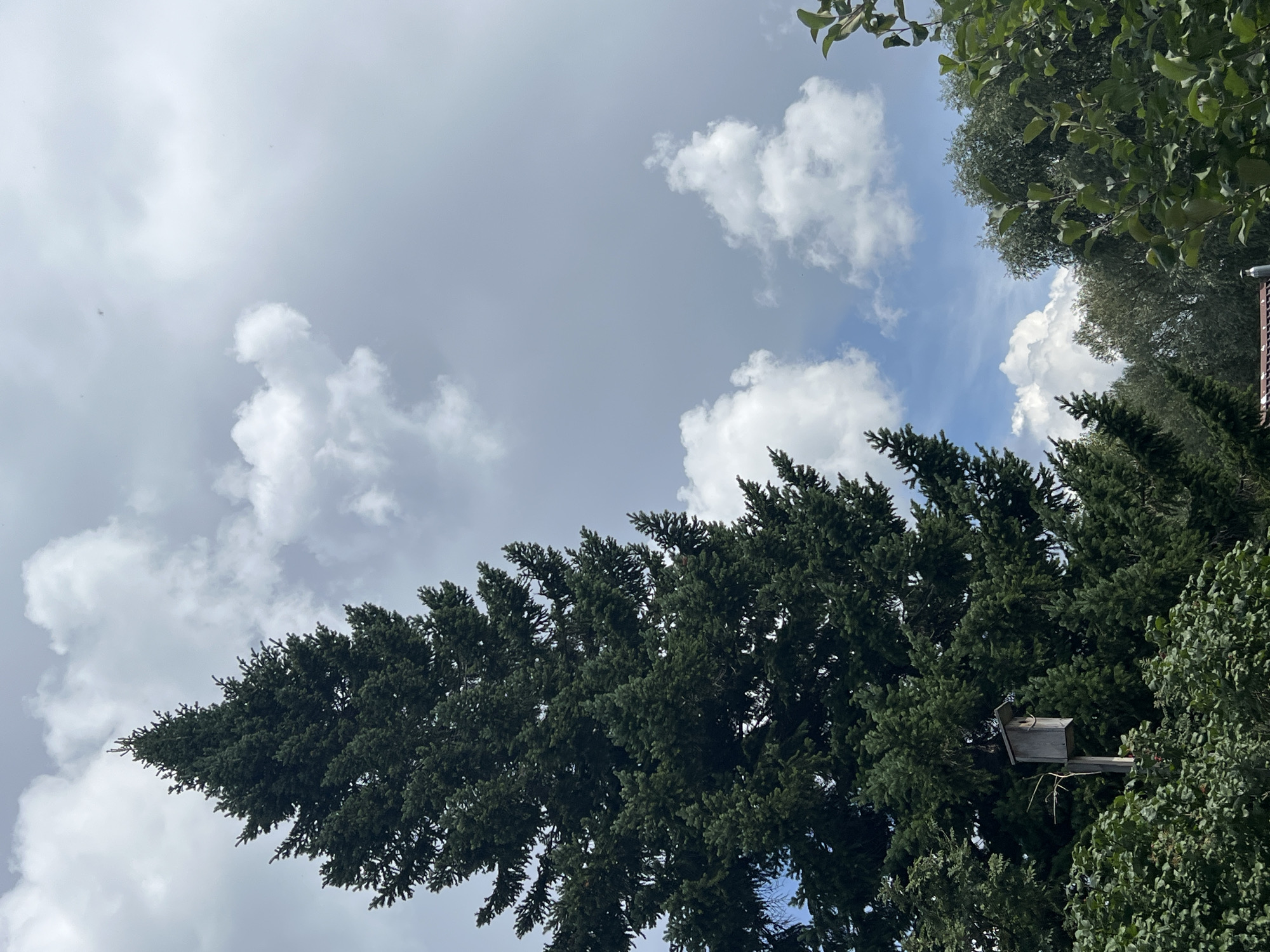 This image captures a tall, dark green coniferous tree dominating the left side of the frame. Towards the base of this tree, a small, weathered wooden birdhouse is mounted on a post. The birdhouse has a simple, rectangular design with a sloped roof and a circular opening. Surrounding the tree and birdhouse are lush green bushes and foliage. In the background, the sky is a mix of bright blue patches and large, fluffy white clouds against a lighter grey sky. The scene appears to be an outdoor, natural setting, possibly a garden or park in the village of Mochishche, Russia.