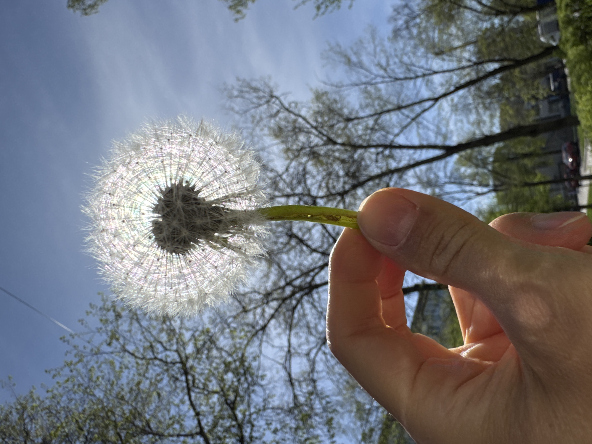 A close-up, low-angle shot depicts a hand holding a dandelion seed head against a backdrop of a clear blue sky and bare tree branches with budding leaves. The dandelion is illuminated by the sun, creating a halo effect around the seed head. The hand appears to be fair-skinned and is positioned in the lower right portion of the frame. The background includes glimpses of green foliage and what appears to be an urban setting, suggesting a location in a city. Given the provided context, the image is likely taken in Chaikovsky, Russia.