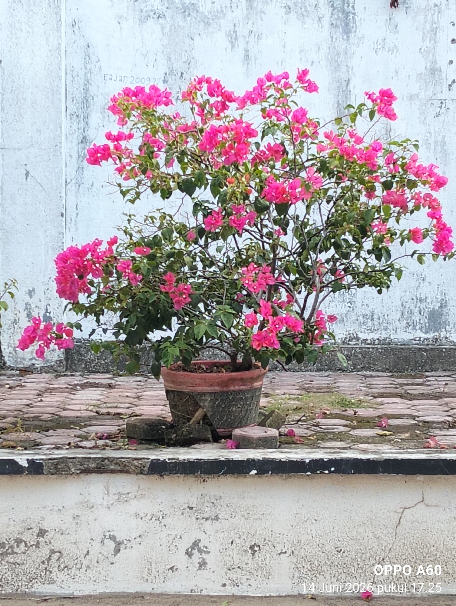 In the city of Lhokseumawe, Indonesia, a potted bougainvillea plant with vibrant pink flowers stands on a brick-paved surface. The plant is in a rustic, textured pot, positioned in front of a weathered white wall that has some graffiti, including what appears to be "Fajar 2009". The wall exhibits signs of age and possibly water damage. The ground is covered with reddish-brown interlocking bricks, some of which appear to be slightly raised or uneven. Scattered on the ground are a few fallen pink petals, suggesting recent blooming or wind. The overall scene is outdoors, likely in a courtyard or garden area. A timestamp in the lower right corner indicates "OPPO A60 14 Juni 2026 pukul 17.25". There are no people or animals visible in the image.