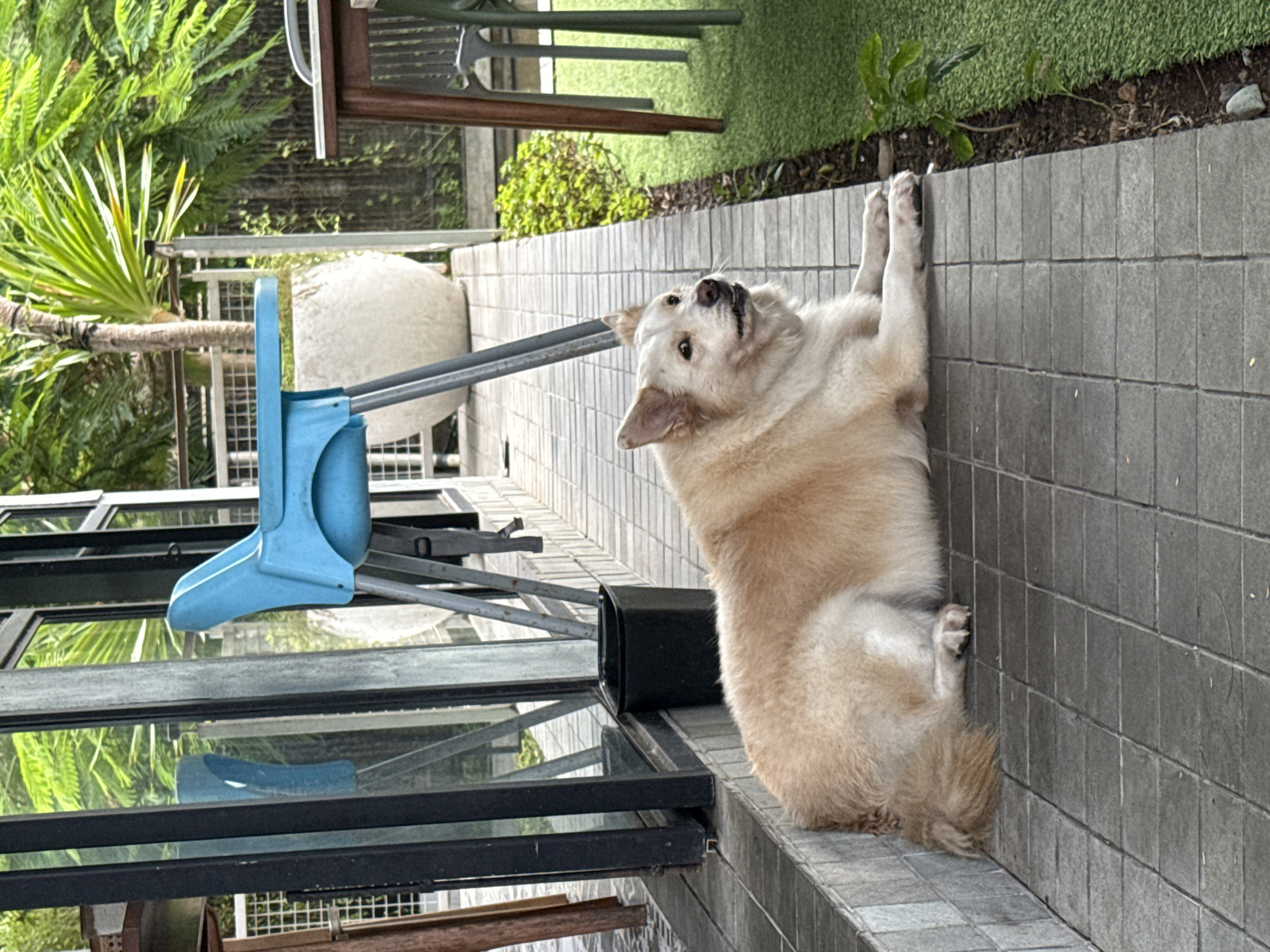 A light-colored dog with tan fur lies on a tiled outdoor patio. The dog is positioned with its head facing right and its body mostly in profile. In the background, a blue high chair is visible with metal legs. Further back, greenery and a large white planter are seen. To the right, part of a wooden table and chairs are present, with a patch of artificial turf. The scene appears to be an outdoor seating area, possibly part of a restaurant or cafe in Kuta Selatan, Indonesia.
