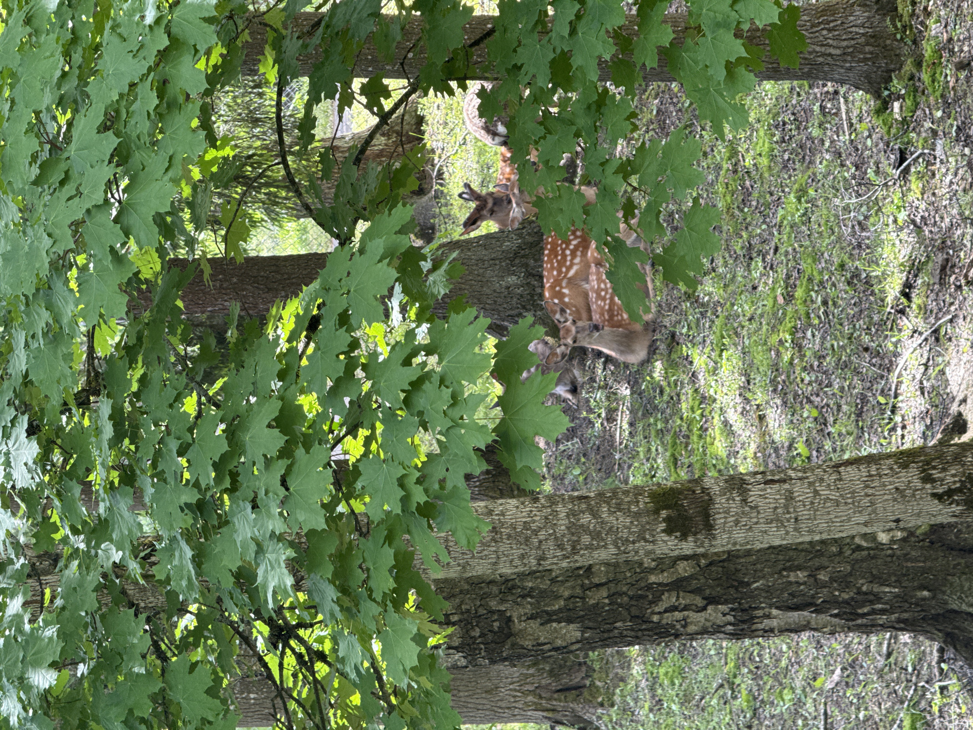 A fawn, with a white-spotted coat, is seen among trees and foliage. The location is likely a wooded area, potentially near Peresvet, Russia, but this cannot be definitively confirmed from the image alone. The scene focuses on the deer's presence within its natural environment.