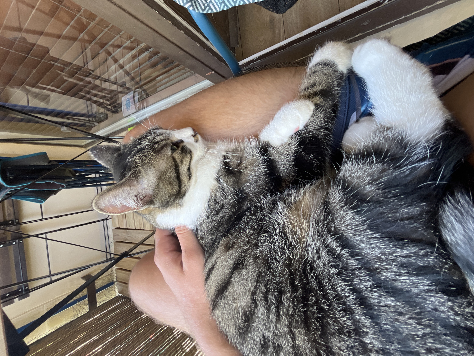 A tabby cat with white markings is resting on a person's lap on a balcony or patio. The cat is facing to the right and has its eyes closed. The person's hand is visible, gently stroking the cat's back. The background shows a bamboo screen, metal furniture, and a window with blinds. The scene appears to be outdoors, likely in a residential setting. The location is the city of Fresnes, France.