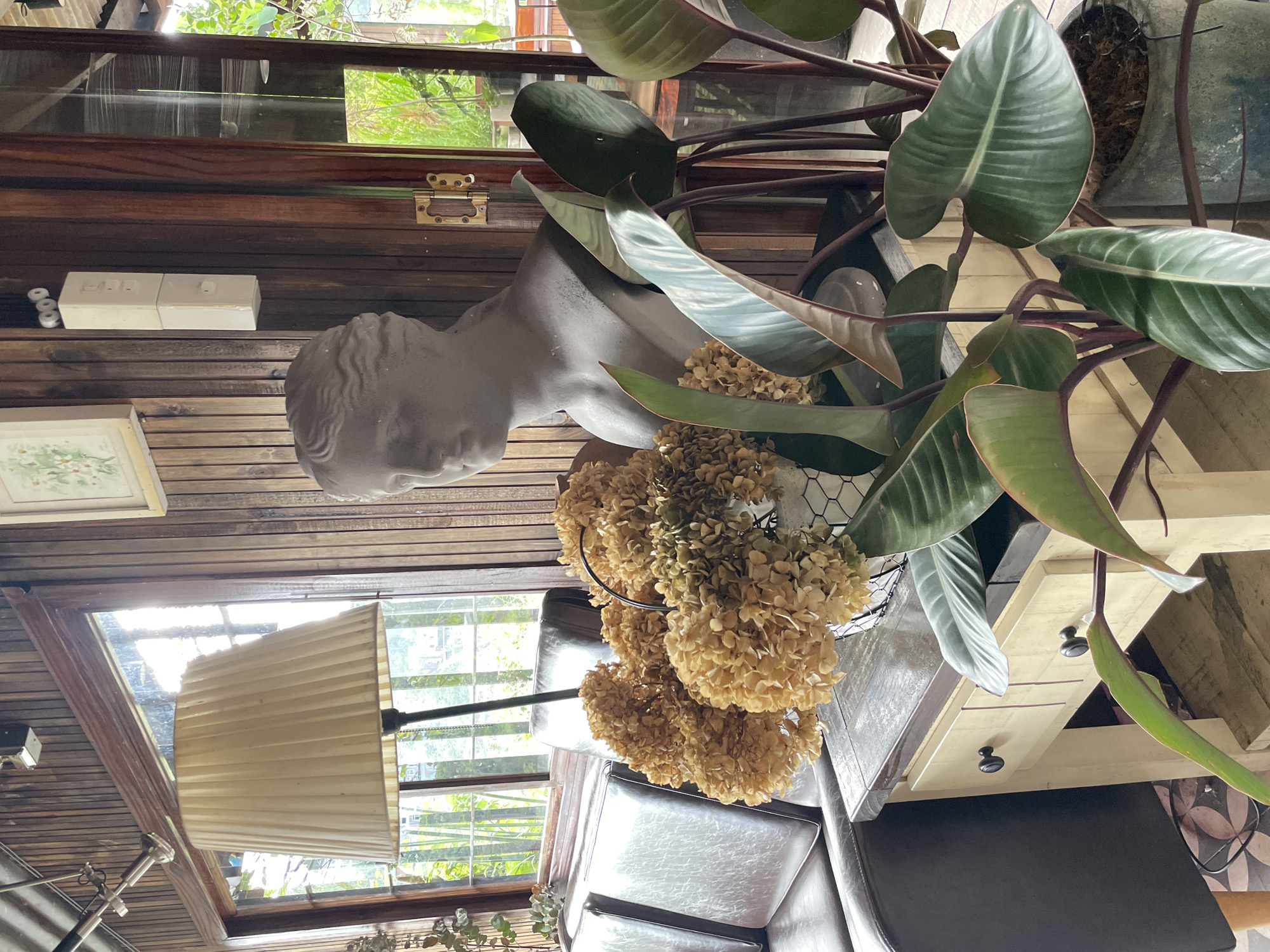 An interior scene in Da Lat, Vietnam, features a room characterized by extensive dark wooden wall paneling and a sloped ceiling. Natural light floods the space through multiple large, dark-framed windows that reveal abundant green foliage and faint distant structures beyond.
In the left background, a dark brown leather sofa, with two visible cushions and intricate stitching, is positioned. A tall floor lamp with a large, pleated, cream-colored fabric shade rises from behind a light-colored wooden side table. The side table, topped with a darker wood surface, features two drawers with dark, circular knobs.
On the side table, a light grey classical-style bust of a female figure is prominently displayed, facing slightly to the left. To its left, a white wire basket holds a substantial arrangement of dried, light brown hydrangea flowers. In the immediate foreground and extending to the right, a large potted plant with broad, dark green leaves and thick reddish-brown stems stands in a dark grey/blue pot.
The upper left wall displays a small framed artwork with a light mat and wooden frame, depicting a botanical illustration. On the right wall, a white rectangular electronic device is mounted vertically, adjacent to a dark wooden door frame with a visible brass hinge. The floor in the lower left shows a glimpse of patterned tiles. No individuals are present in the scene.
