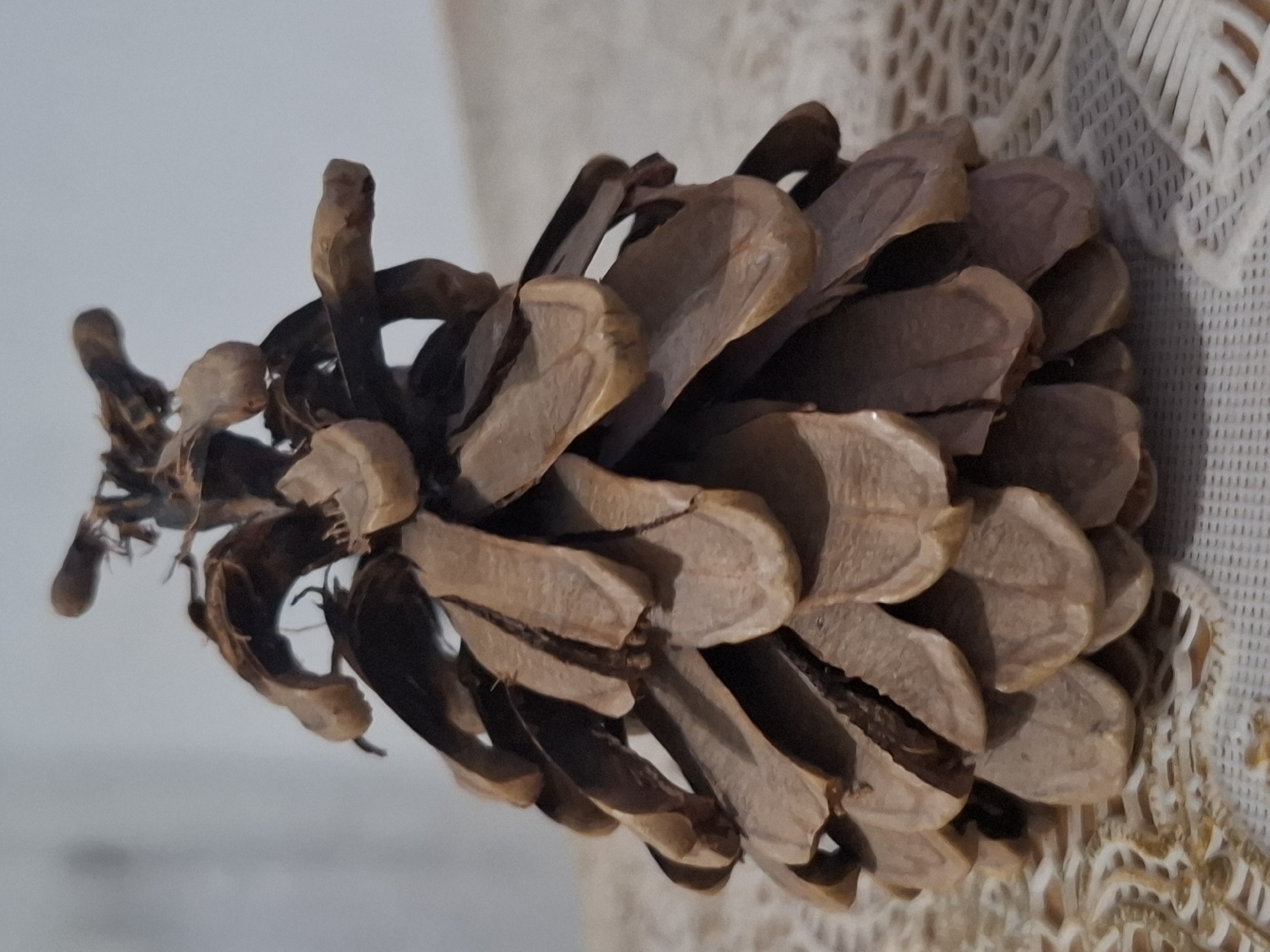 A close-up, vertical shot showcases a dried pinecone, its scales open, resting on a patterned doily. The pinecone is brown and appears delicate. The background is a plain, light-colored wall. The doily has intricate white and gold threading. There is no indication of the city of Almaty, Kazakhstan, or any people present.