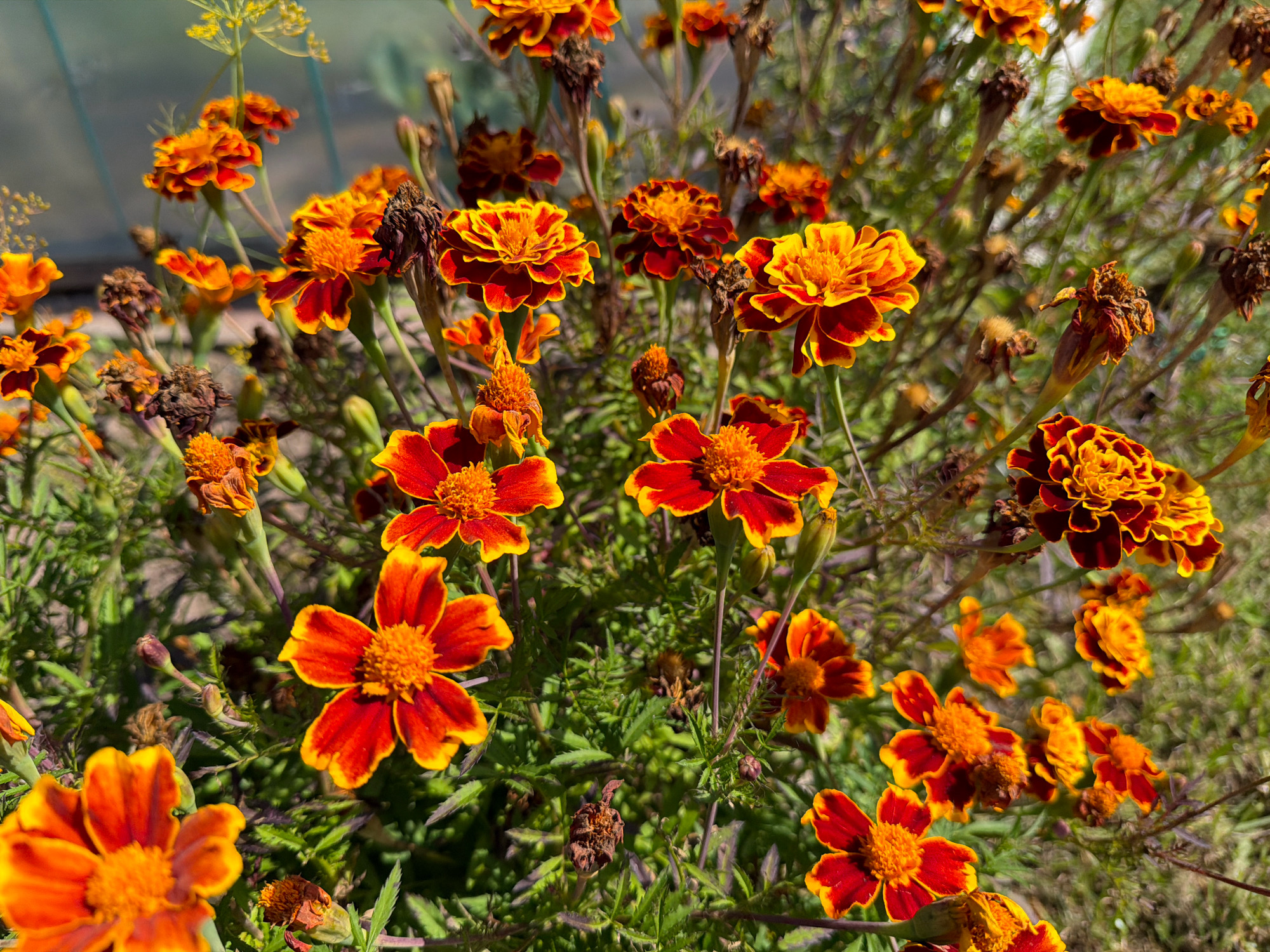 This is a close-up, eye-level shot of a patch of marigolds in full bloom. The flowers are a vibrant mix of orange and deep red, with some showing a yellow outer edge. Many of the flowers have complex, ruffled petals. There are also some dried, brown marigold heads interspersed among the blooming ones, indicating the cycle of growth and decay. The background is a soft blur of green foliage and sunlight, suggesting an outdoor setting. The image is sharp and detailed, capturing the texture of the petals and leaves. There are no people or animals visible in the frame. The scene is set outdoors, likely in a garden or park, with sunlight filtering through the plants. This scene could be located anywhere with such flora, including the city of Teterevo, Russia.