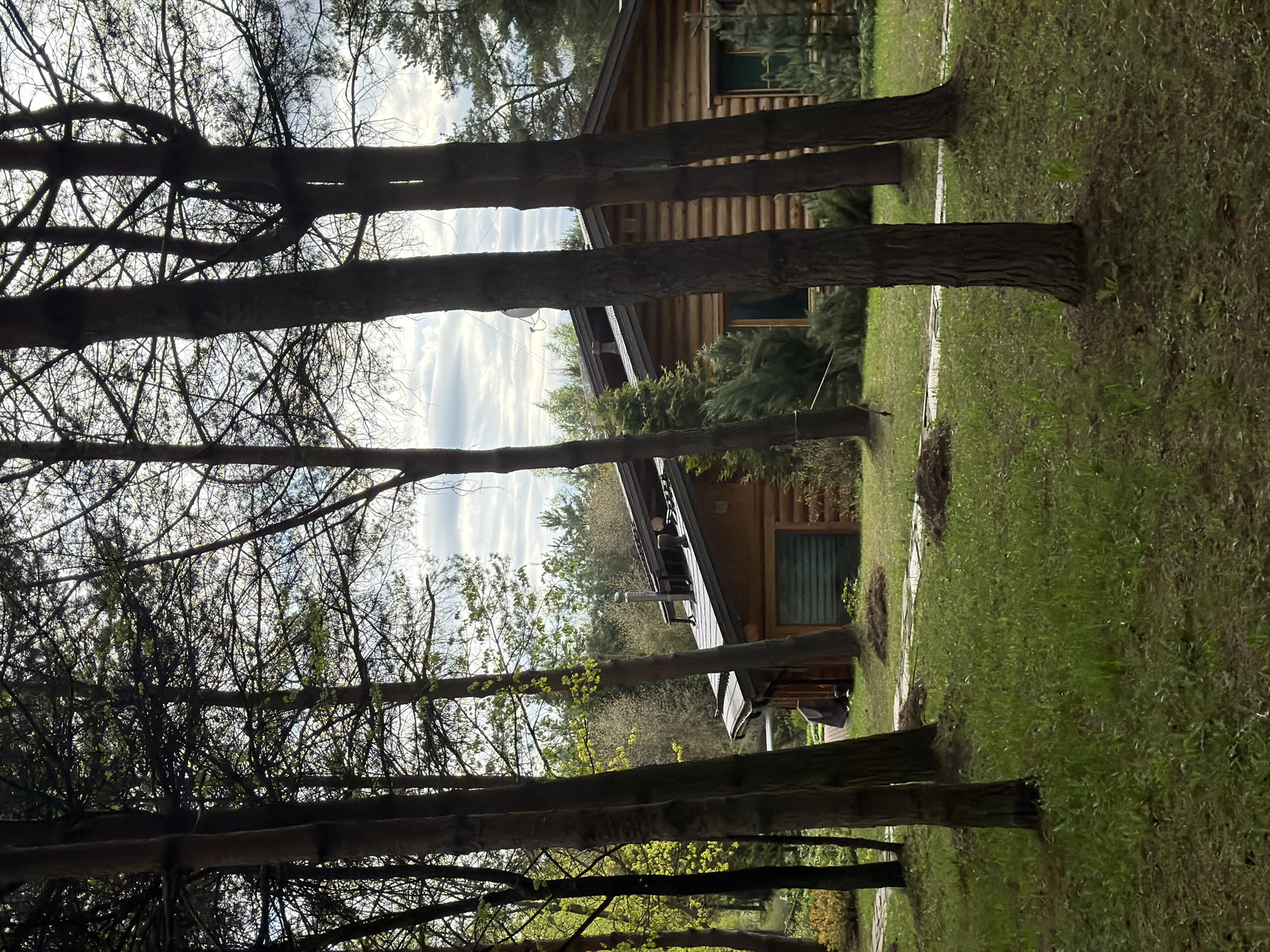 A daytime, outdoor scene focuses on a wooden house nestled among tall trees. The house, built with logs, has windows and a visible roof. A satellite dish is mounted on the roof. The trees, characterized by their dark trunks and bare branches at the top, partially obscure the view of the house and sky. The ground is covered in green grass with patches of disturbed earth. The sky is visible between the trees. Based on the location in Levkovo, Russia, the scene is likely in a wooded area, possibly a suburban or rural setting.
