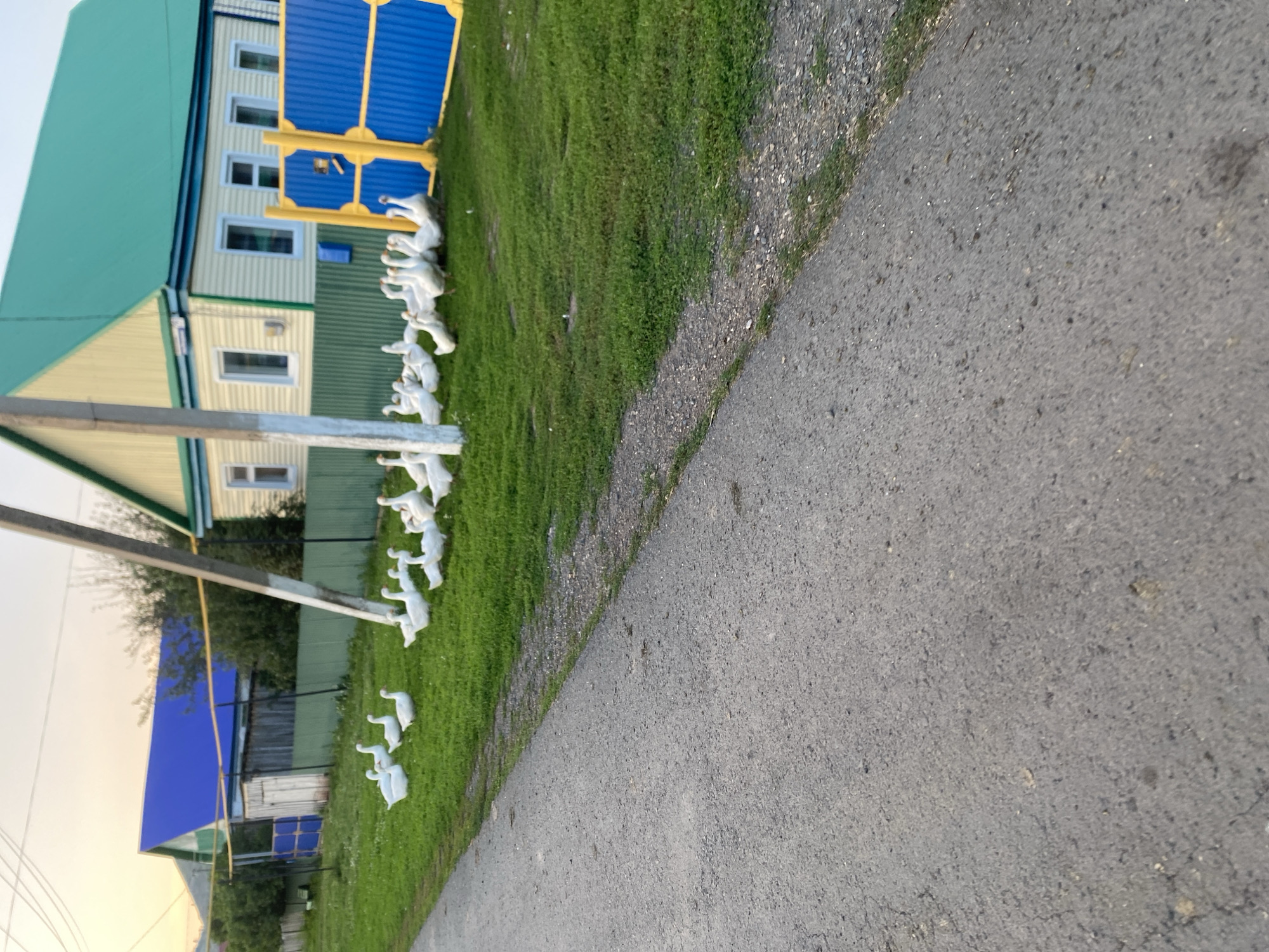 In the village of Maloarslangulovo, Russia, a group of white geese are gathered on a grassy area adjacent to a paved road. The geese are in various poses, some standing and some appearing to be grazing. Behind the geese, a light-colored wooden house with a green roof is visible, along with a blue and yellow gate. The sky is overcast with a soft, diffused light. A utility pole stands prominently in the foreground, partially obscuring the view of the house. The scene appears to be a rural setting, likely a residential area.