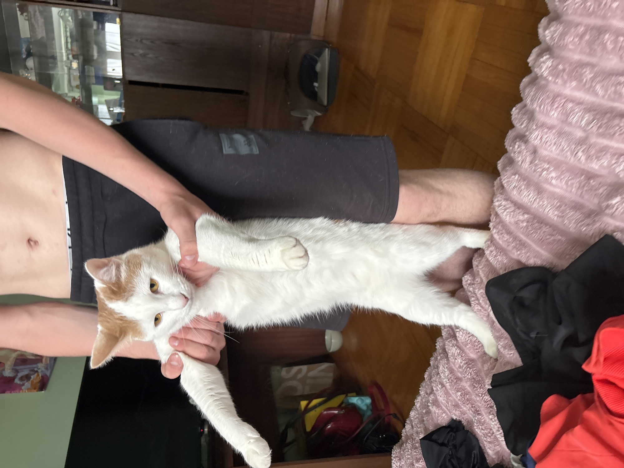 A person is holding a white and orange cat. The person is wearing black shorts. The cat is standing on its hind legs, held upright by the person's hands around its midsection. The cat's front paws are extended. The background shows a wooden floor and furniture. This scene is located in a residential interior in Murino, Russia.