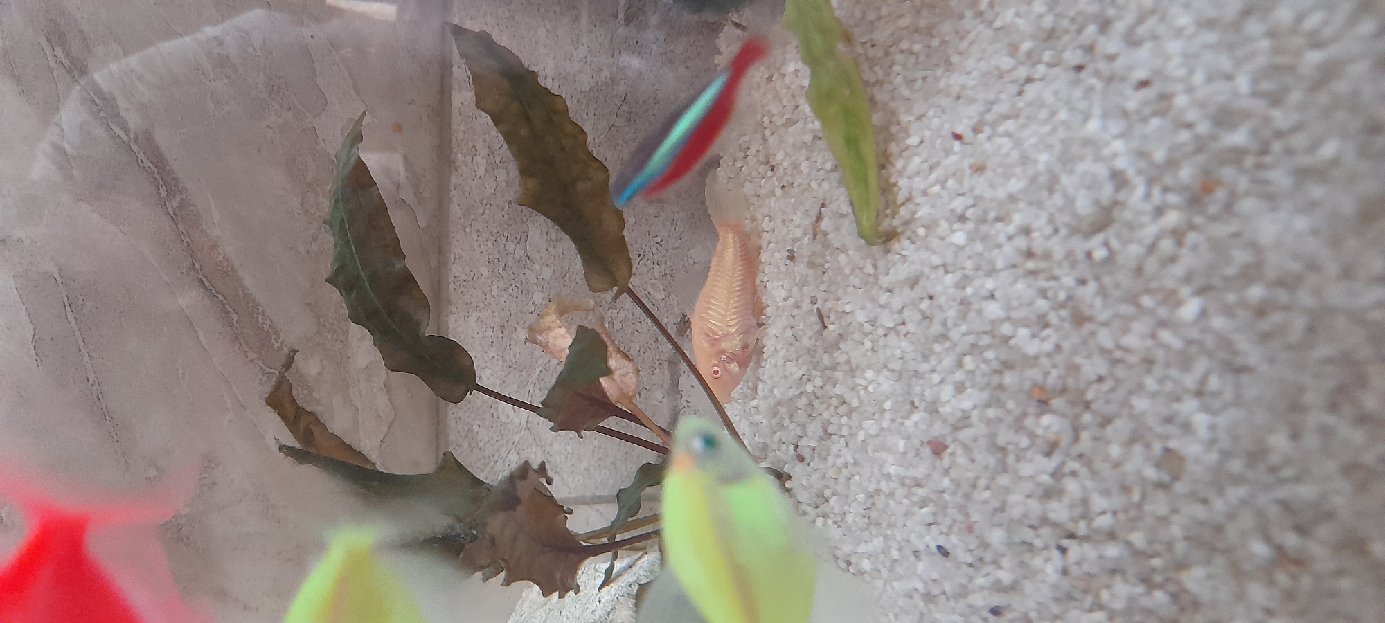This media file depicts an aquarium with several fish and aquatic plants. The primary subjects are a pale pinkish fish with visible fins and a red eye, and a neon tetra, identifiable by its blue and red stripes. There are also out-of-focus colorful shapes in the foreground that appear to be other fish or possibly aquarium decorations. The aquarium floor is covered with light-colored gravel. Aquatic plants with long, wavy, dark green leaves are present, some appearing wilted or decaying. The background shows a textured, light-colored surface, possibly the aquarium's wall.
The fish appear to be swimming within their habitat. No specific activity or event is highlighted beyond the general presence of the fish in the aquarium.
Notable details include the clarity of the pinkish fish, with its scales and fins clearly visible, and the distinct coloring of the neon tetra. The blurriness of some elements suggests the camera focused on specific subjects, leaving others out of focus. The lighting appears to be artificial, typical of an indoor aquarium setting. There is no visible text in the media file. The overall impression is a calm, underwater scene.