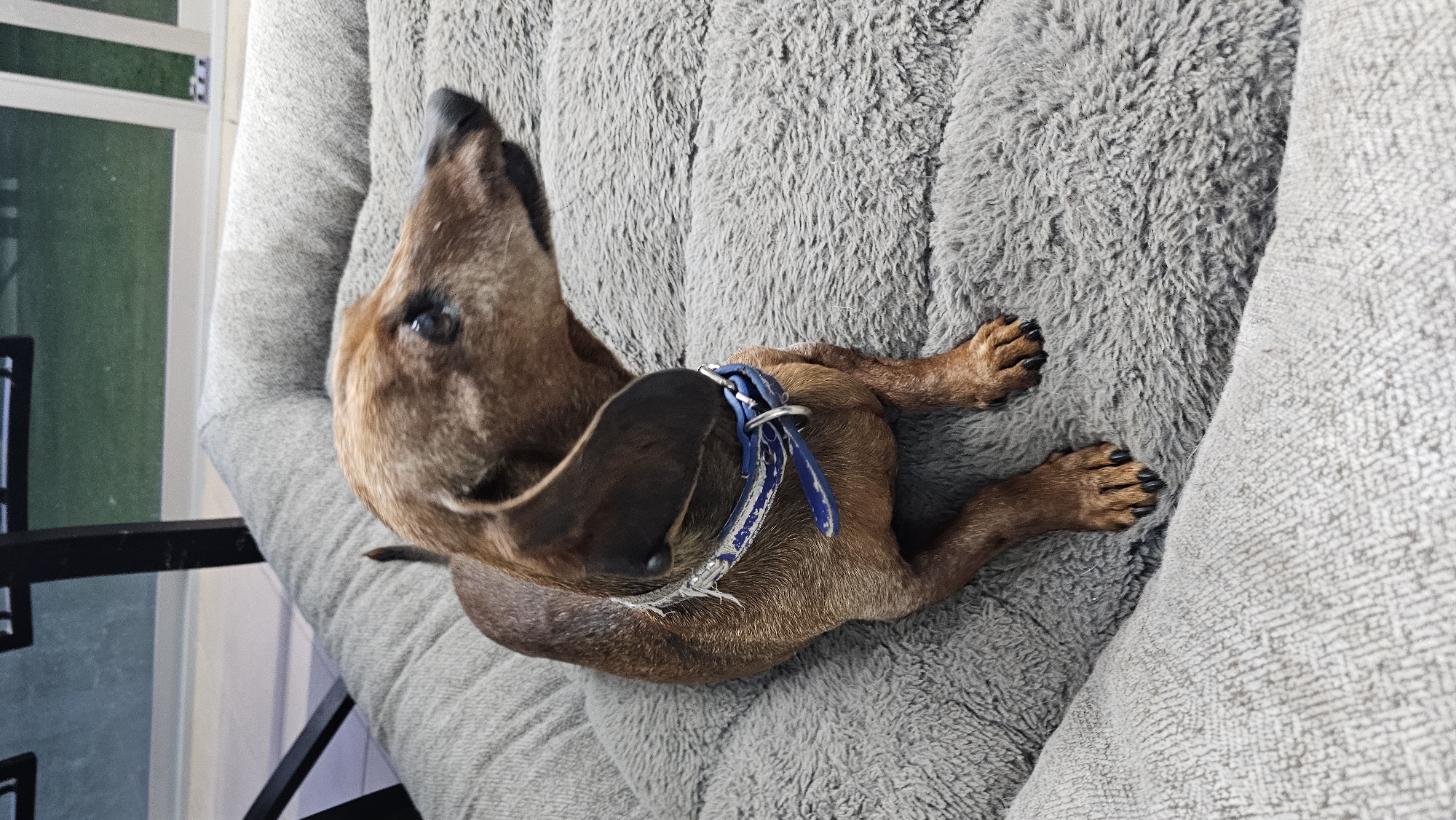 A brown dachshund with a blue collar rests on a gray, plush dog bed. The bed is situated near a window with a black frame. The location is possibly San Bernardino Tlaxcalancingo, Mexico, but no elements in the picture can be definitively linked to this location.
