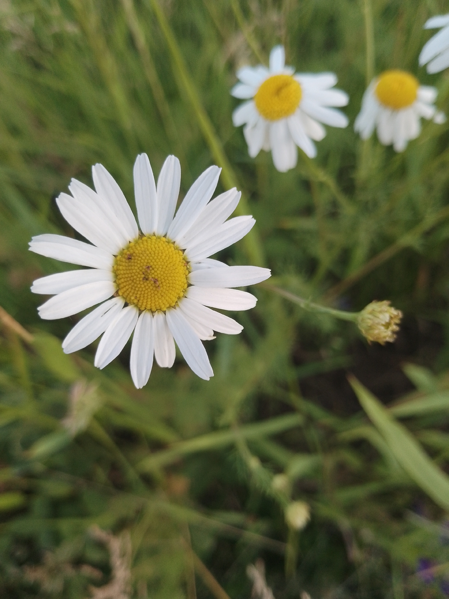 A close-up shot focuses on a single white daisy with a yellow center, its petals slightly curled. The daisy is positioned slightly left of the center of the frame. In the background, two other daisies are visible, one to the upper right and another further to the right, both out of focus. To the right of the main daisy, a closed bud of a daisy or similar flower is visible, also out of focus. The overall setting appears to be a grassy field with green foliage dominating the scene. The lighting suggests it may be late afternoon or early morning, with soft light casting subtle shadows. The image quality is good, with sharp detail on the main daisy and a soft bokeh effect on the background elements.